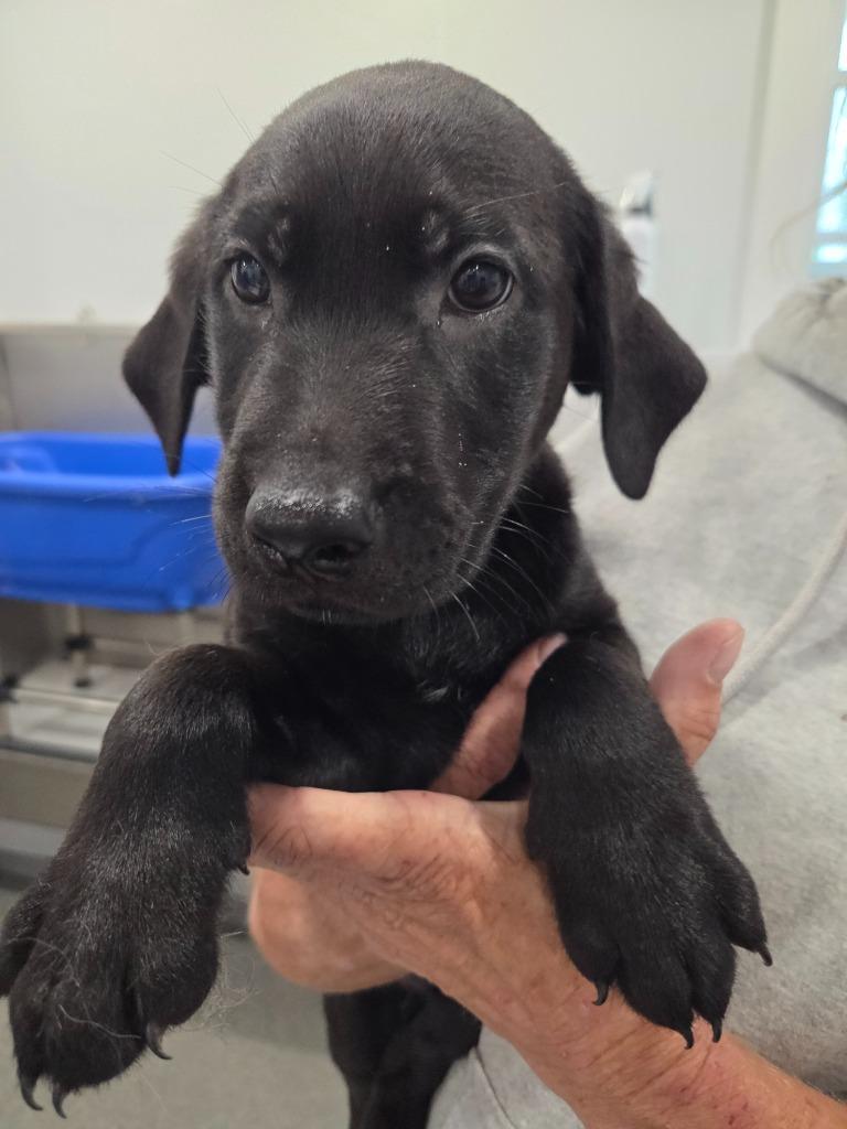 Enlarge Robbie, a Adopted mixed breed in Lunenburg, VT image 1/2