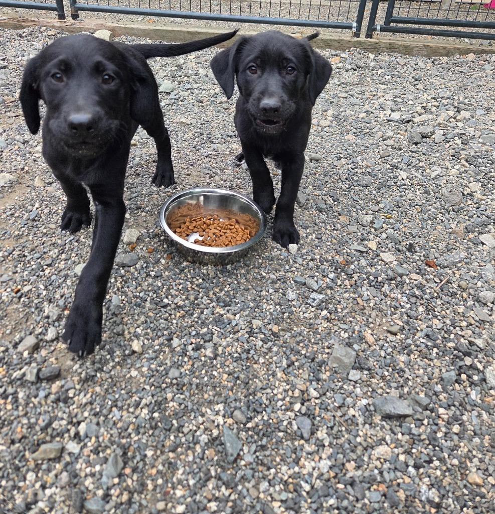 Enlarge Robbie, a Adopted mixed breed in Lunenburg, VT image 2/2