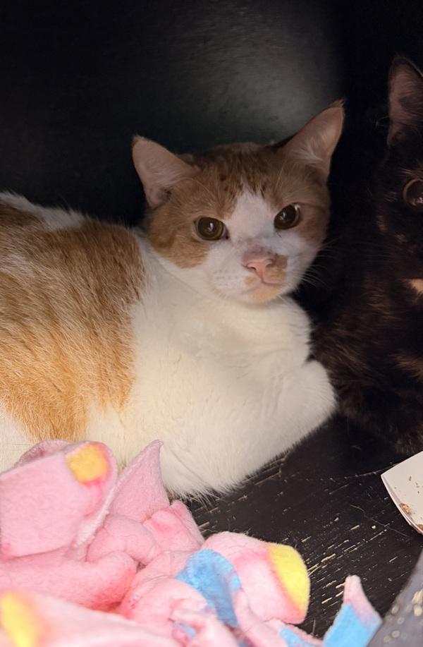 Colby Jack, Adoptable, Adult Male Domestic Short Hair.