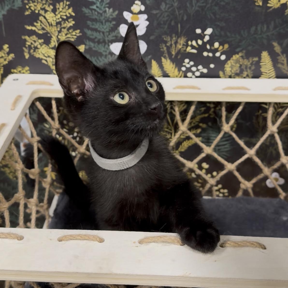 Makita, a ADOPTABLE Domestic Short Hair in Midvale, UT image 4/5
