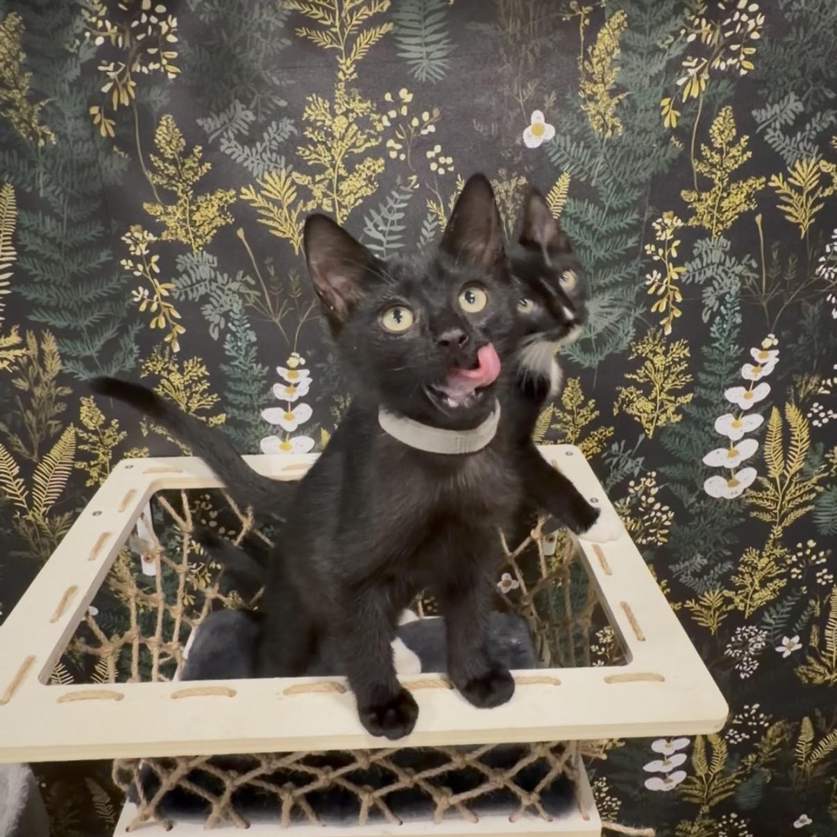 Makita, a ADOPTABLE Domestic Short Hair in Midvale, UT image 2/5