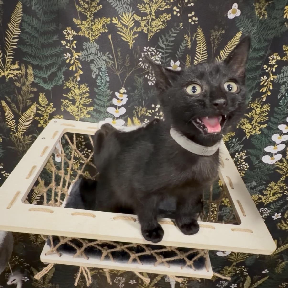 Makita, a ADOPTABLE Domestic Short Hair in Midvale, UT image 3/5
