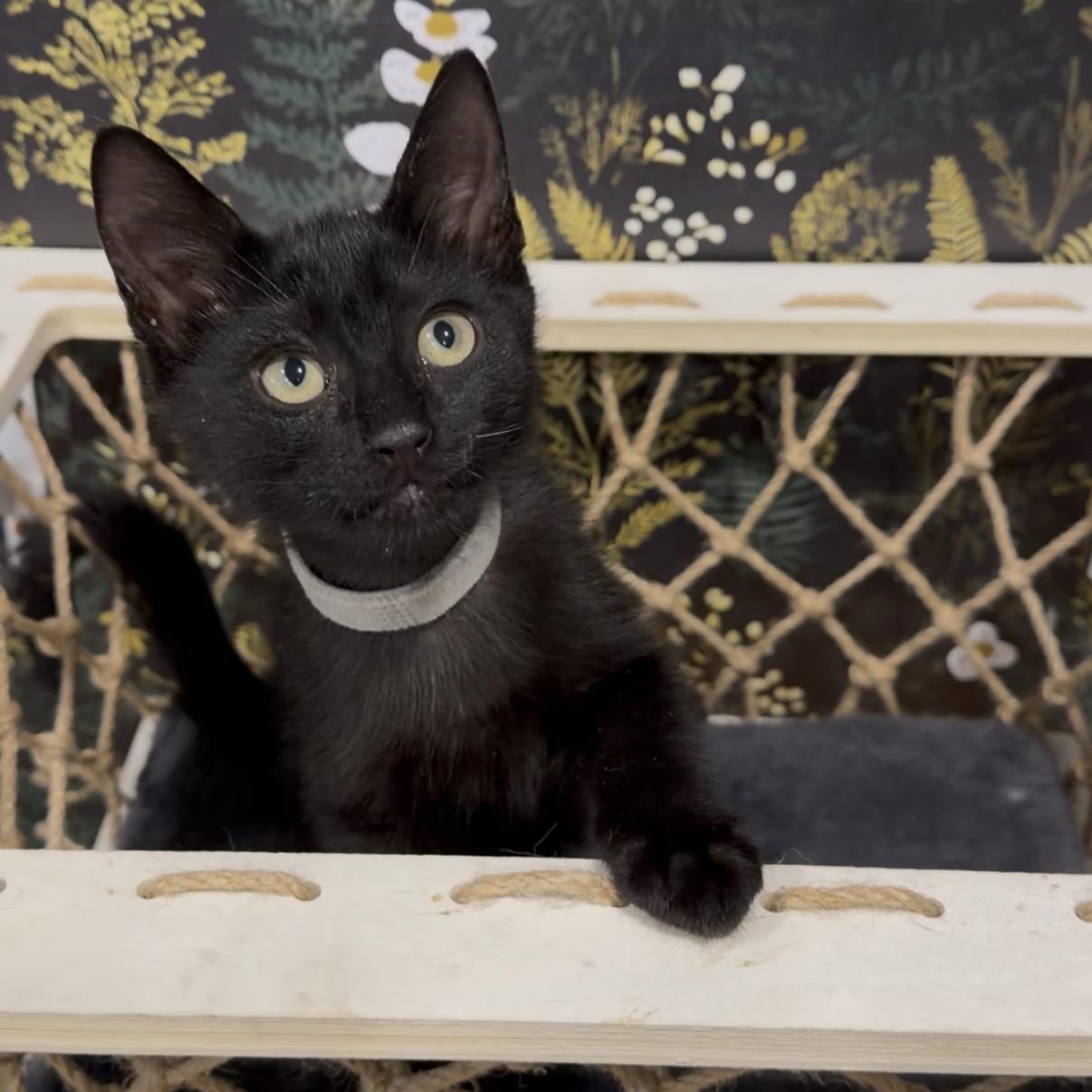 Makita, ADOPTABLE, Kitten Male Domestic Short Hair.