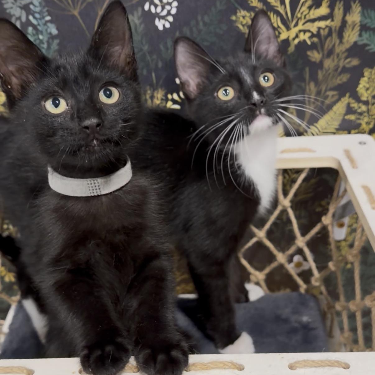 Makita, a ADOPTABLE Domestic Short Hair in Midvale, UT image 5/5