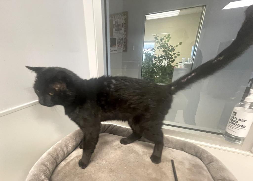 Steve, Adoptable, Adult Male Domestic Short Hair.