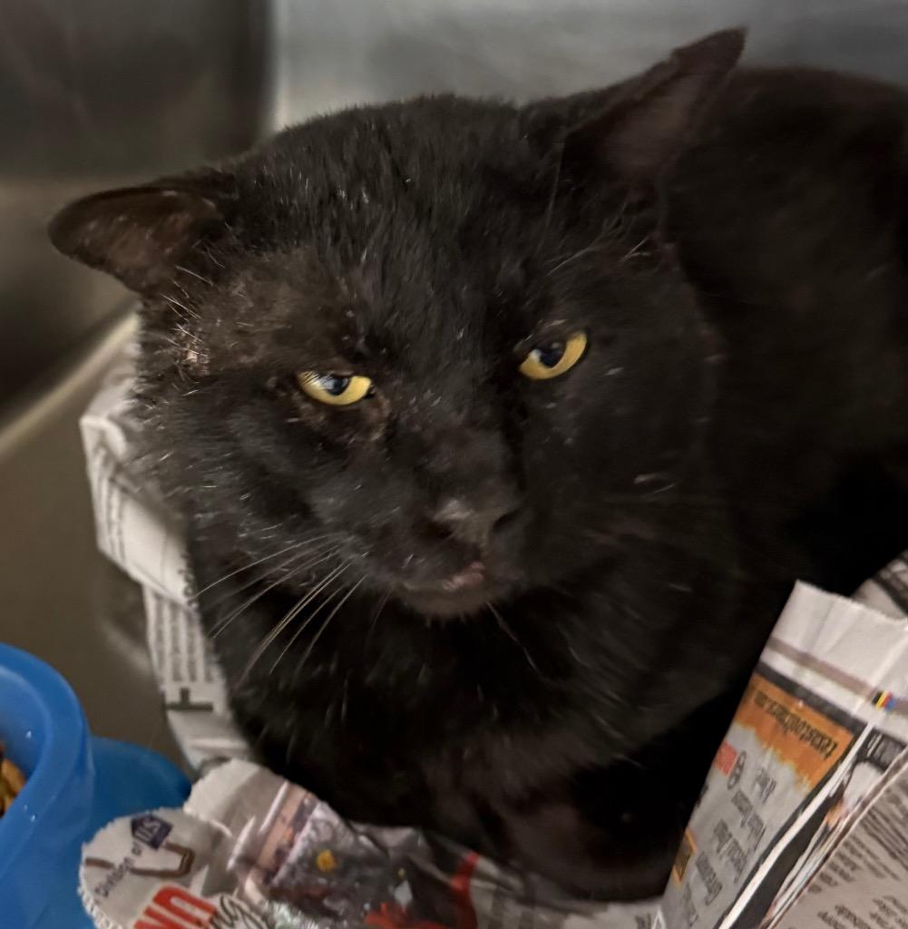 Steve, a Adoptable mixed breed in Belton, TX image 3/3