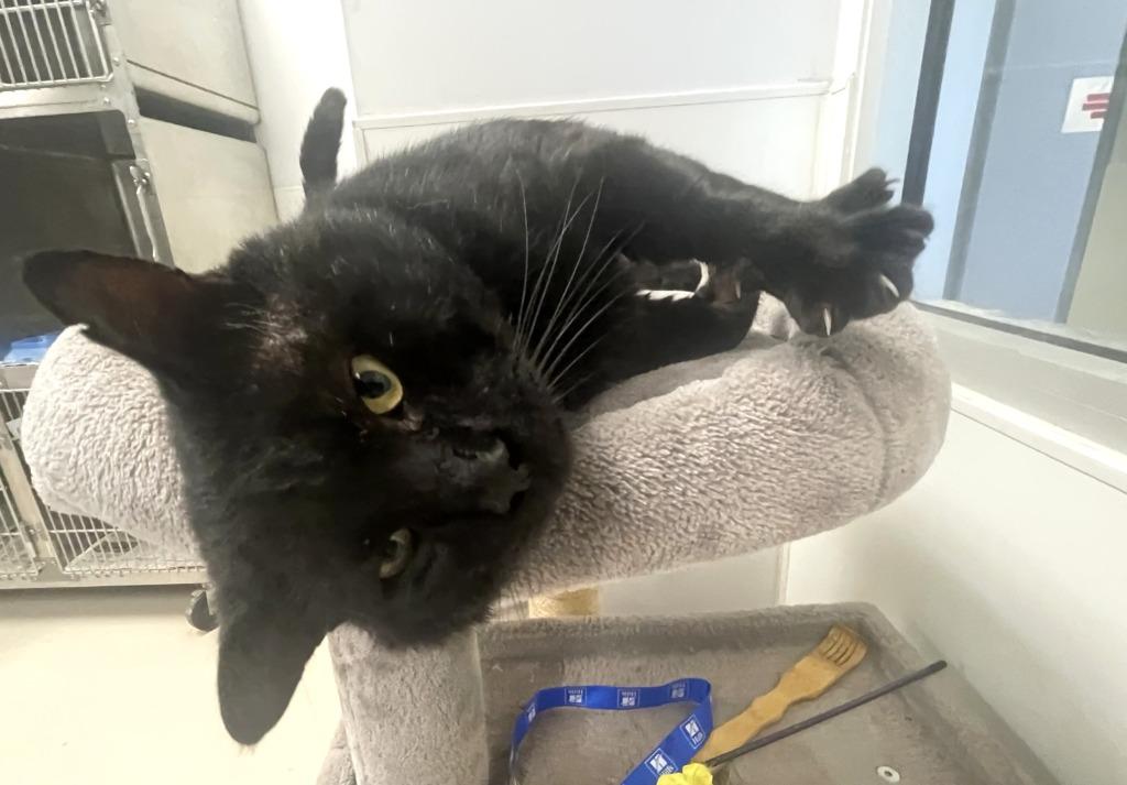 Steve, Adoptable, Adult Male Domestic Short Hair.