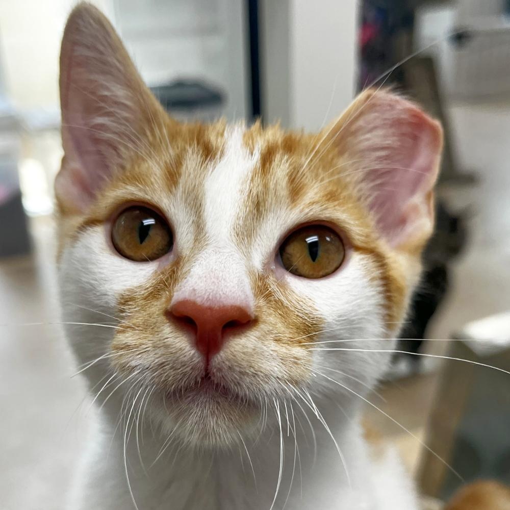 Mango