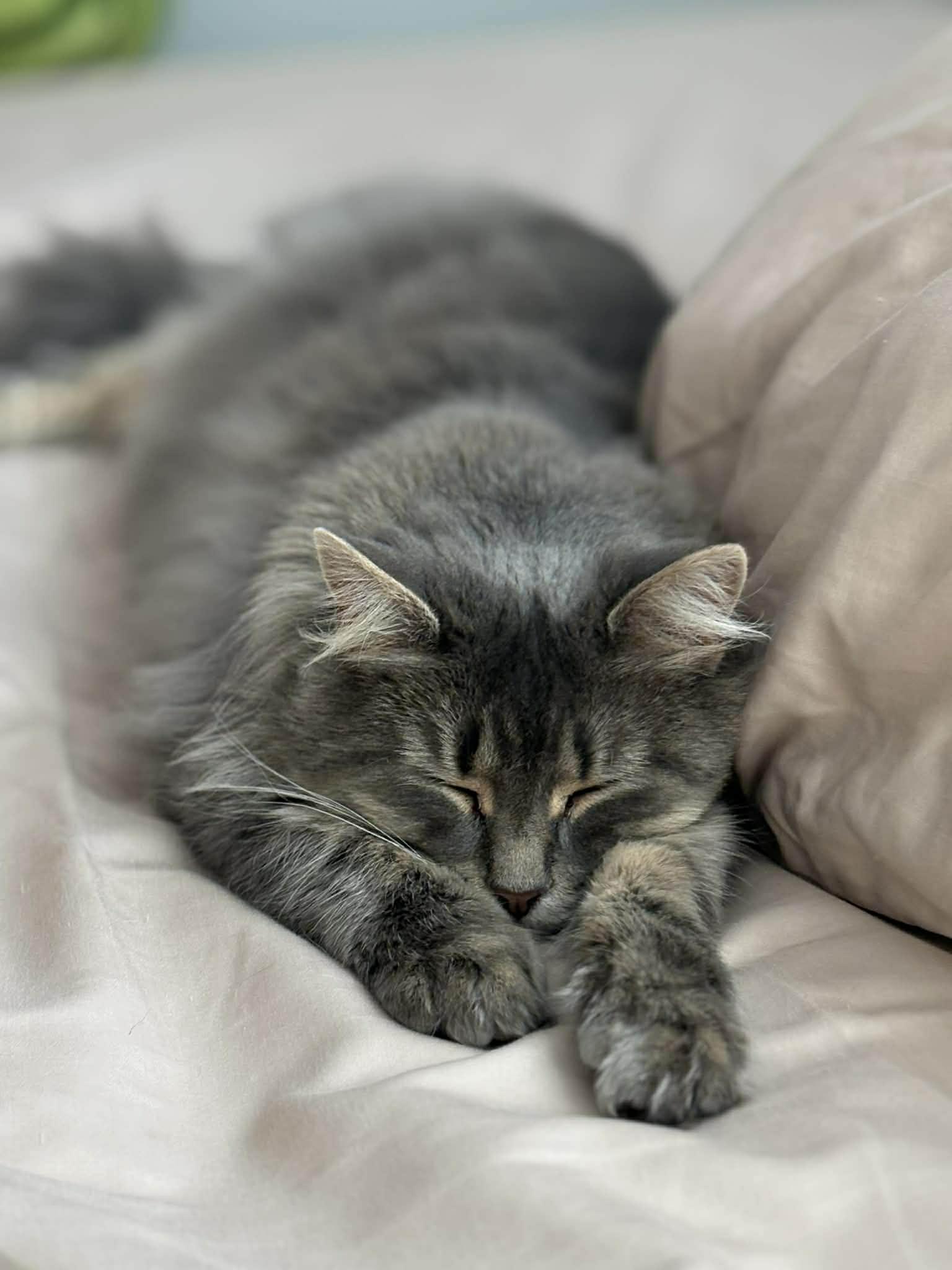 Flora, Adoptable, Adult Female Domestic Long Hair.