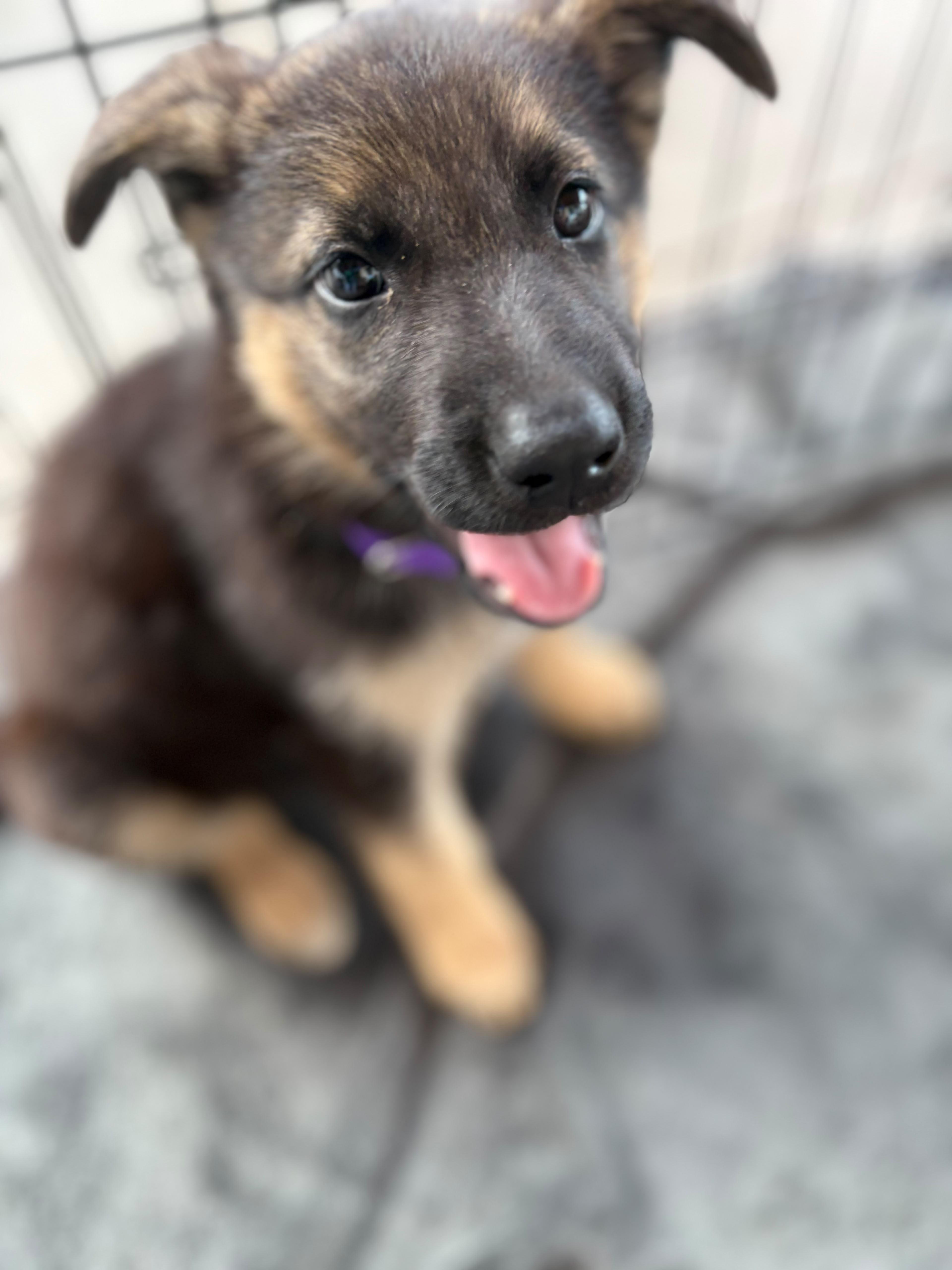 ARIEL, Adoptable, Puppy Female German Shepherd Dog.