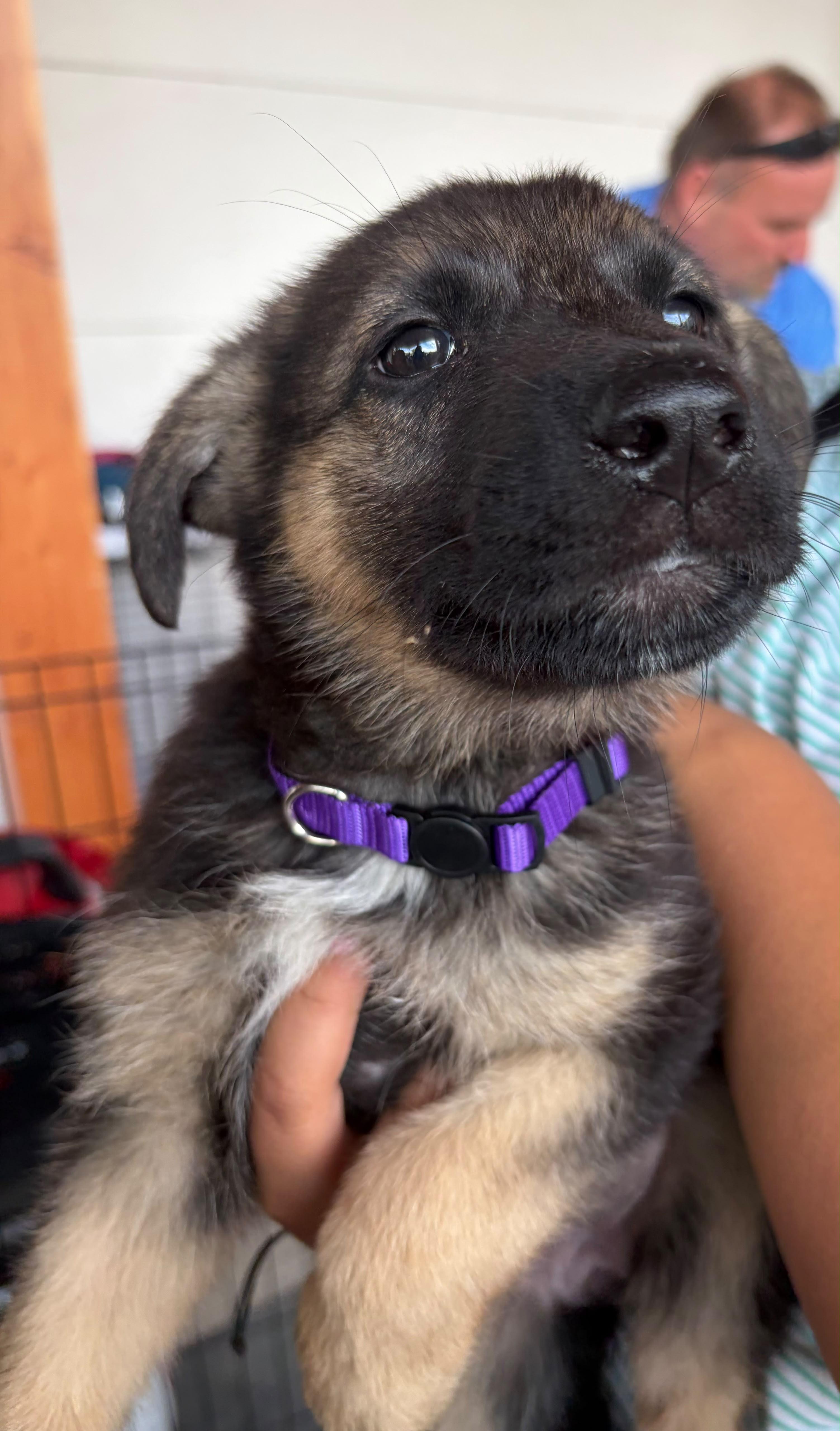 Enlarge ARIEL, a Adoptable mixed breed in Discovery Bay, CA image 2/4