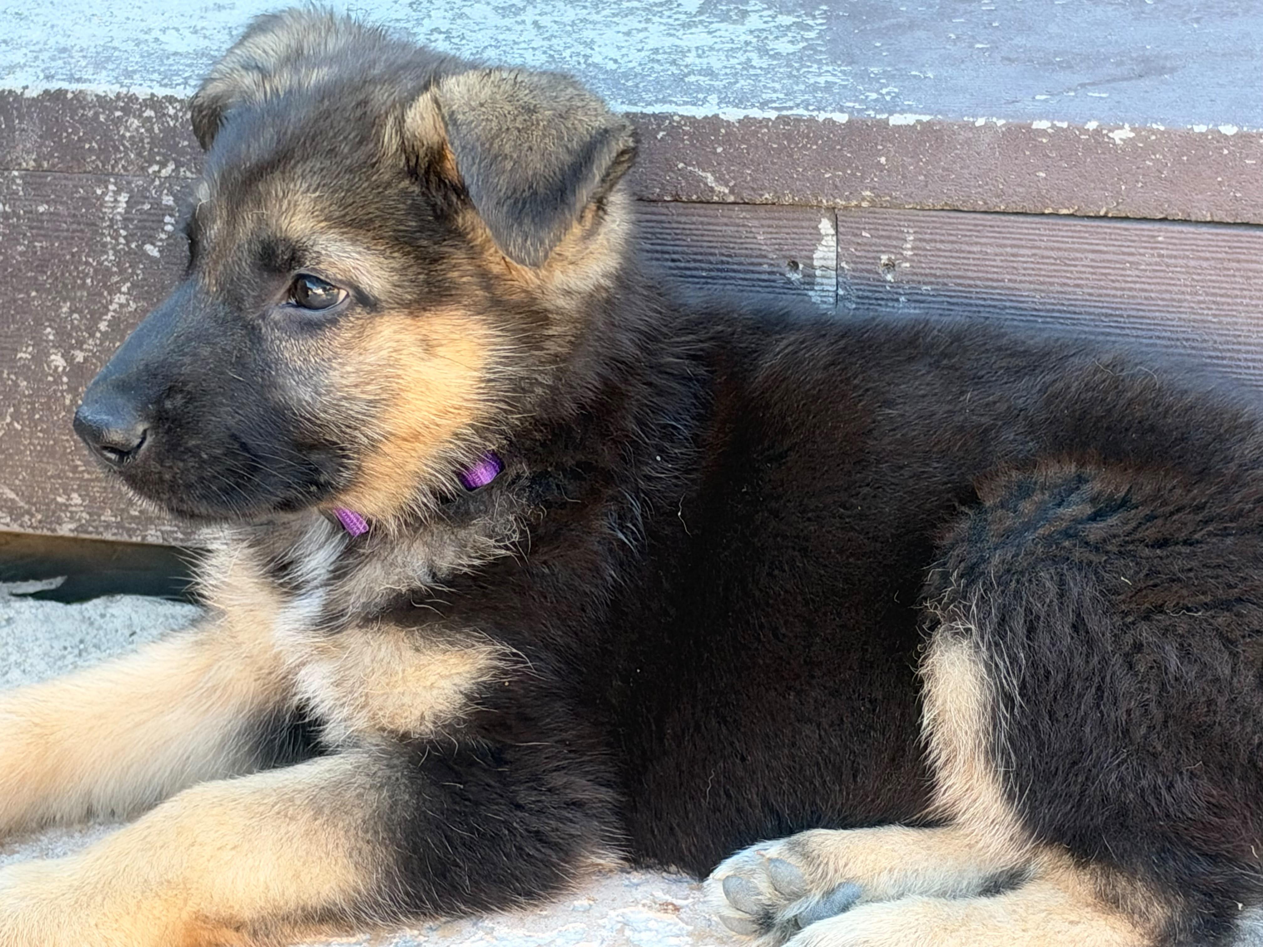 Enlarge ARIEL, a Adoptable mixed breed in Discovery Bay, CA image 3/4