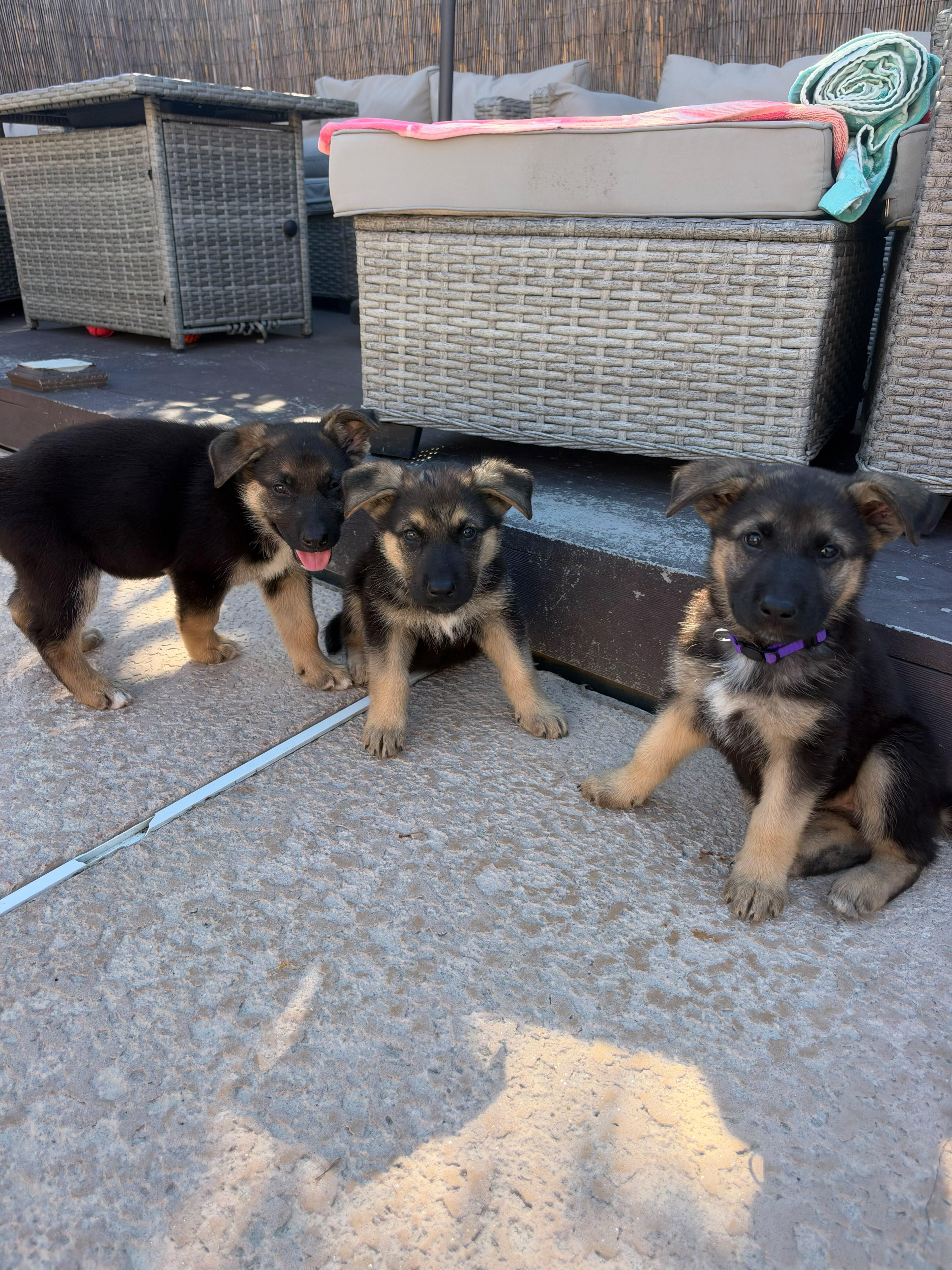 Enlarge ARIEL, a Adoptable mixed breed in Discovery Bay, CA image 4/4