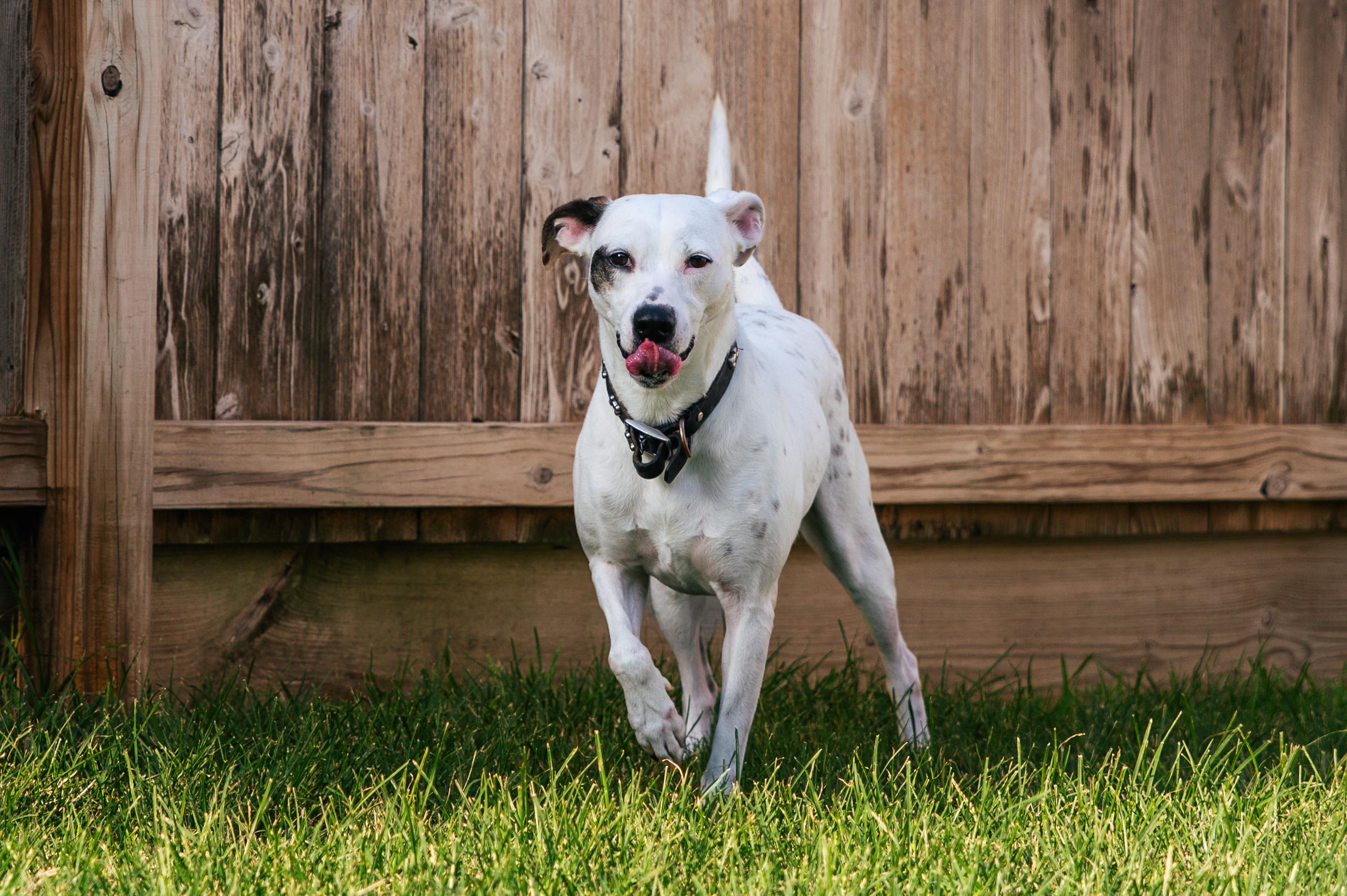 Enlarge Poppy, a Adopted mixed breed in Magnolia, TX image 5/5