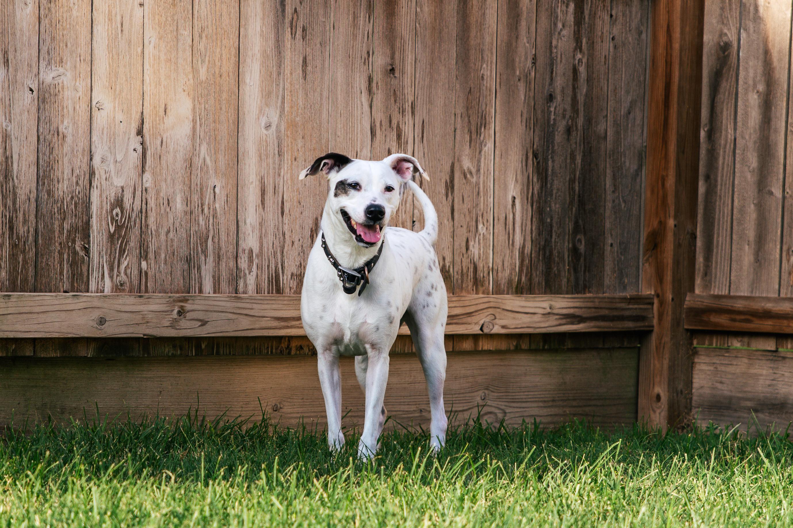 Enlarge Poppy, a Adopted mixed breed in Magnolia, TX image 2/5