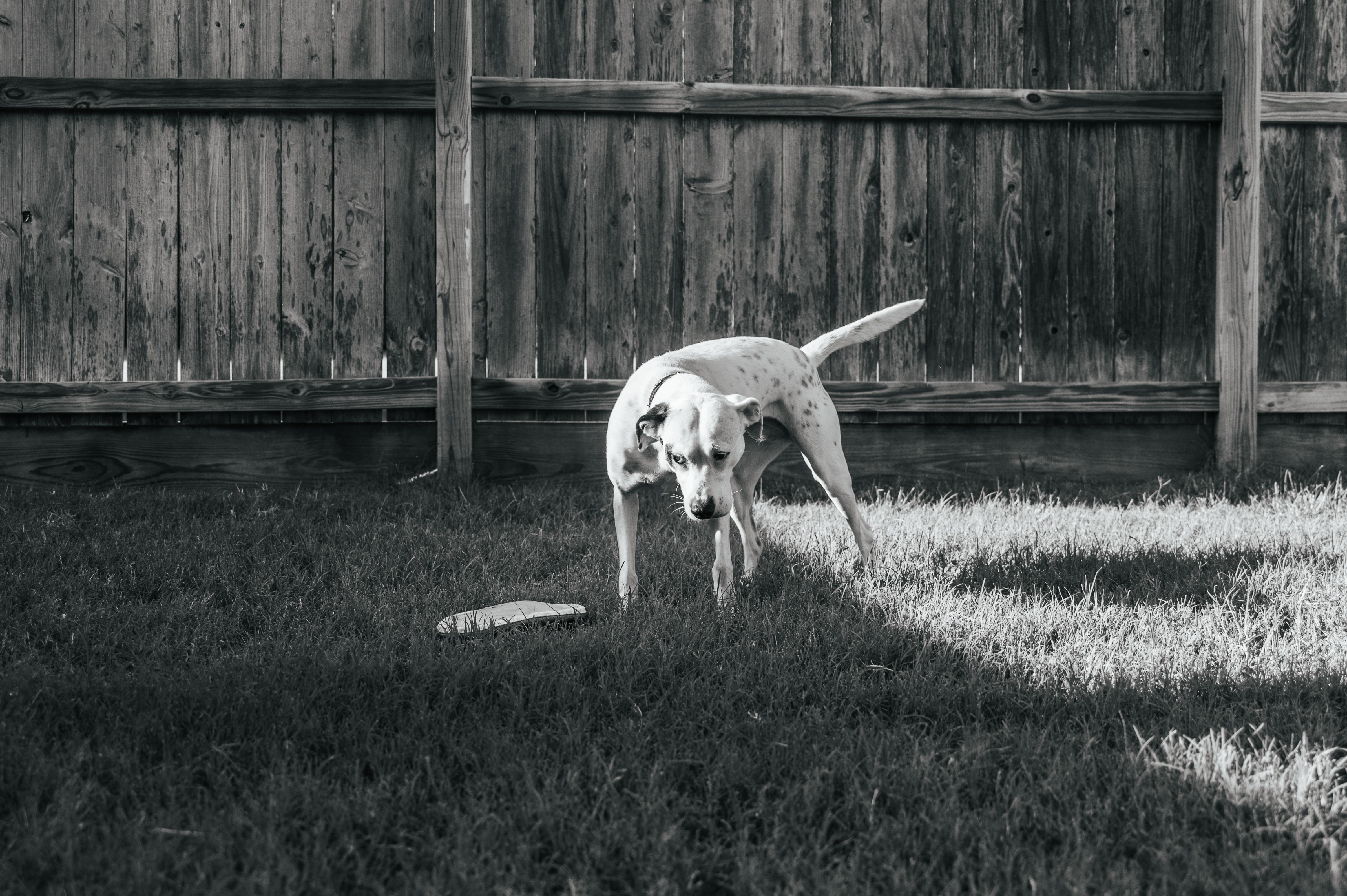 Enlarge Poppy, a Adopted mixed breed in Magnolia, TX image 4/5