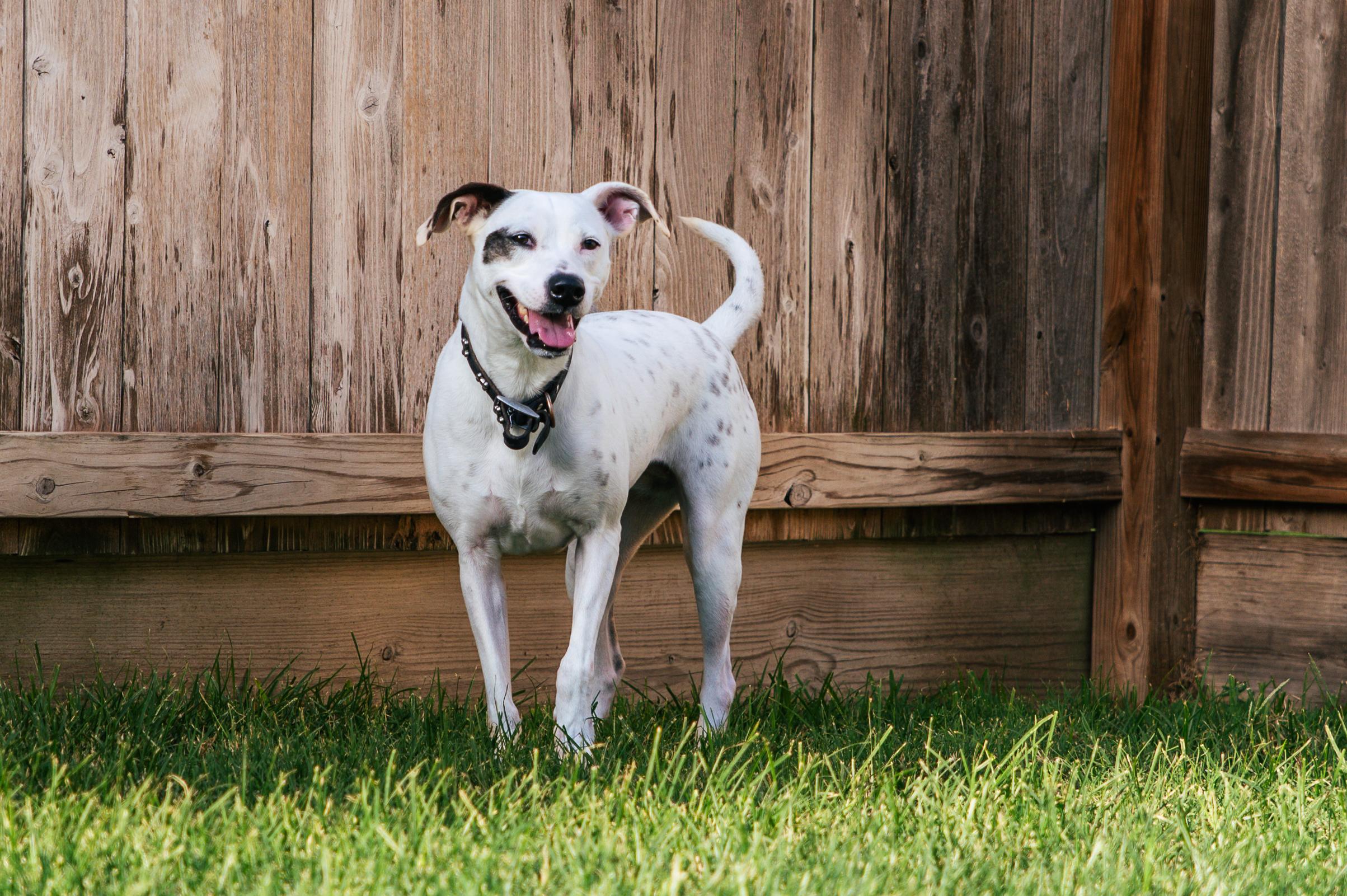 Enlarge Poppy, a Adopted mixed breed in Magnolia, TX image 3/5