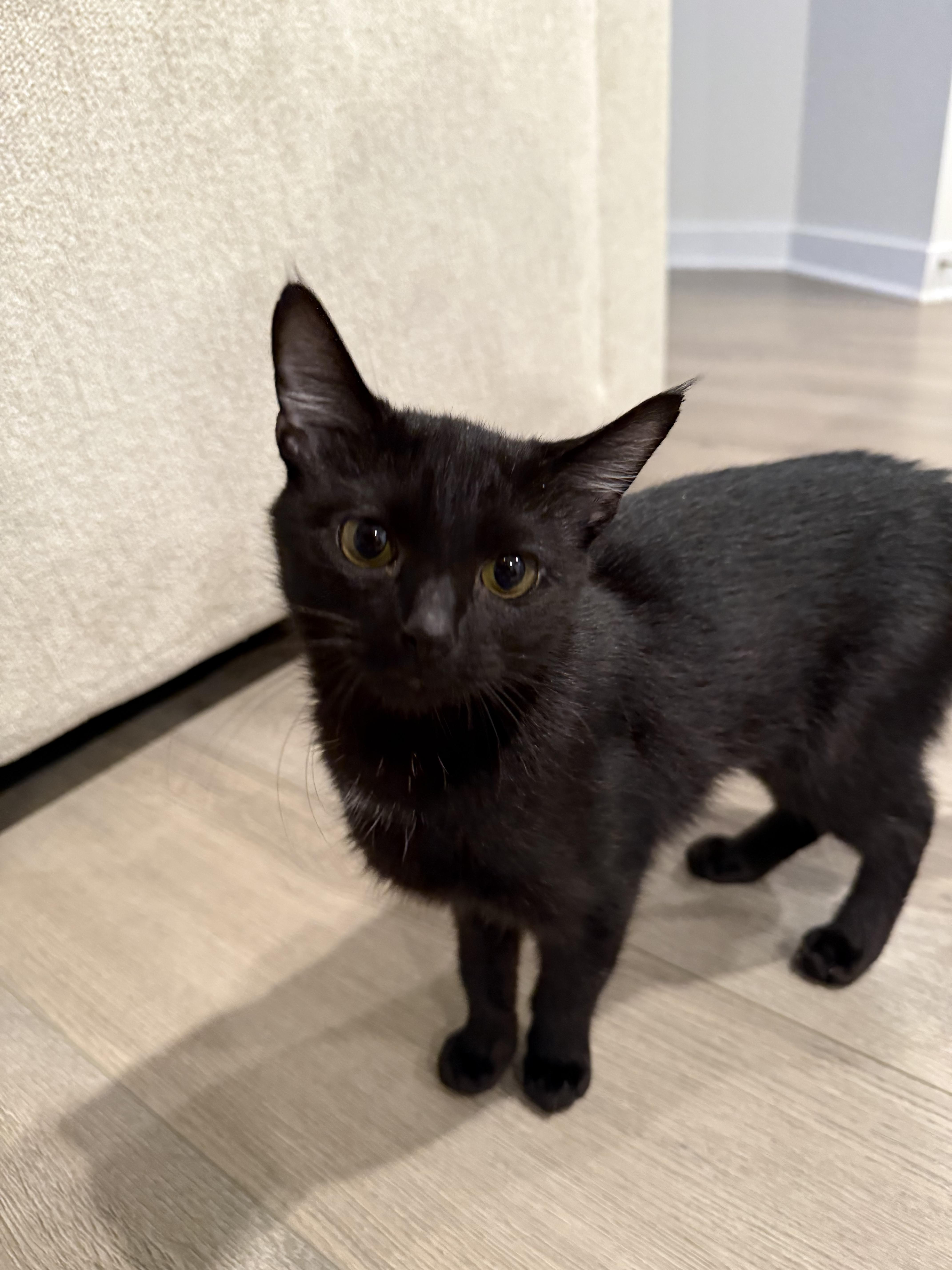 Enlarge Francis (PWR), a Adopted Domestic Short Hair in Simpsonville, SC image 1/4