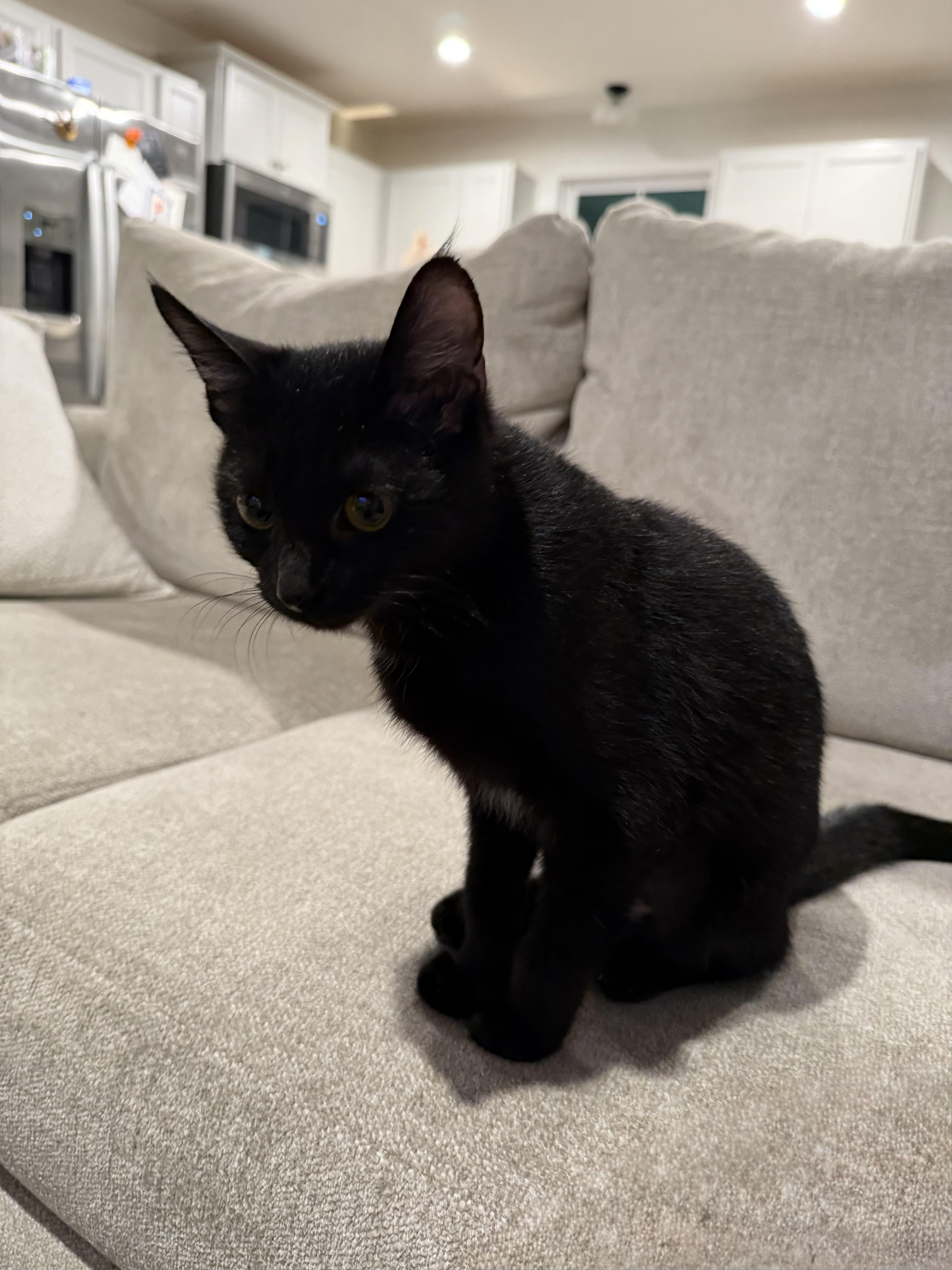 Enlarge Francis (PWR), a Adopted Domestic Short Hair in Simpsonville, SC image 3/4