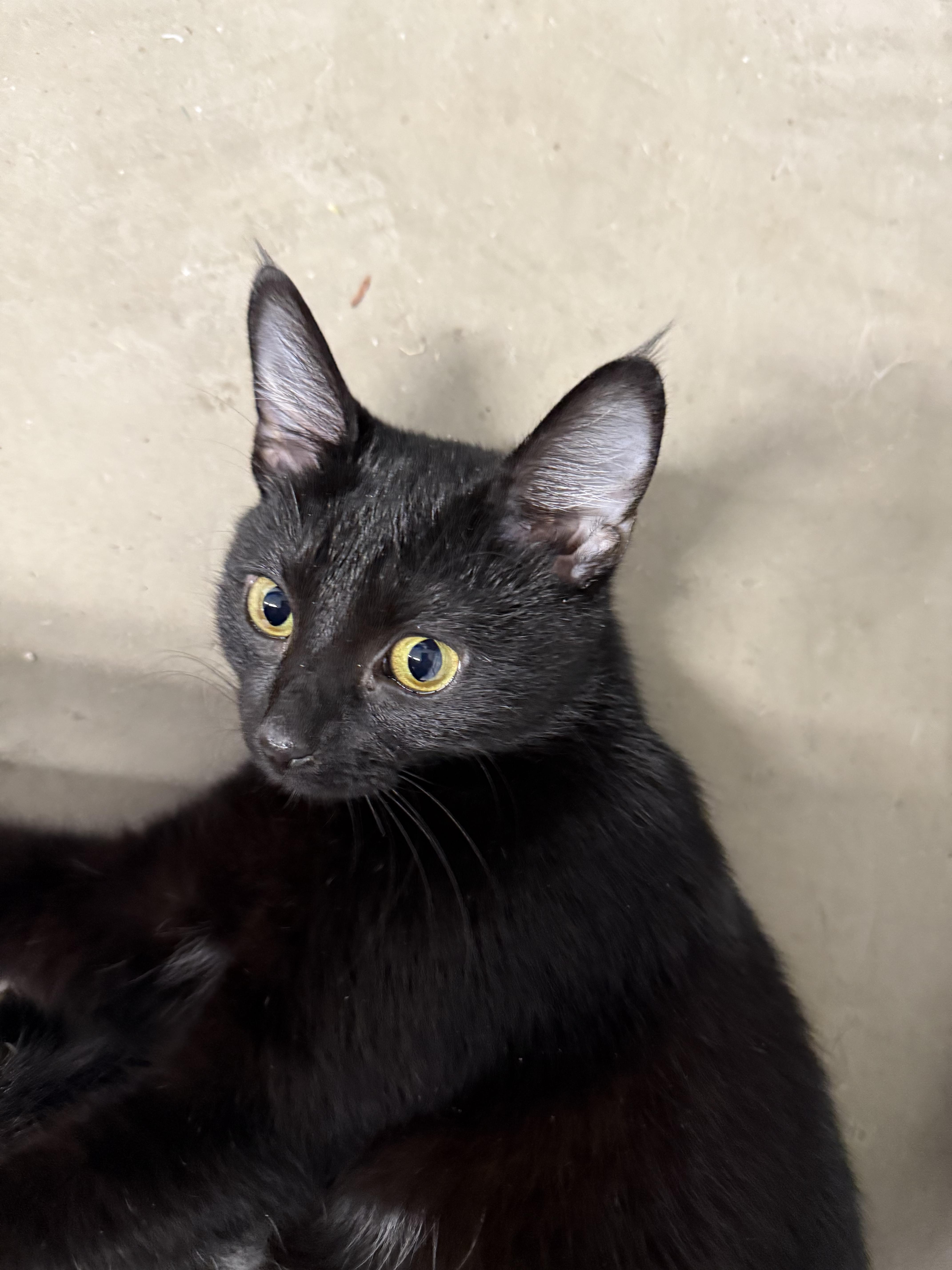 Enlarge Francis (PWR), a Adopted Domestic Short Hair in Simpsonville, SC image 4/4