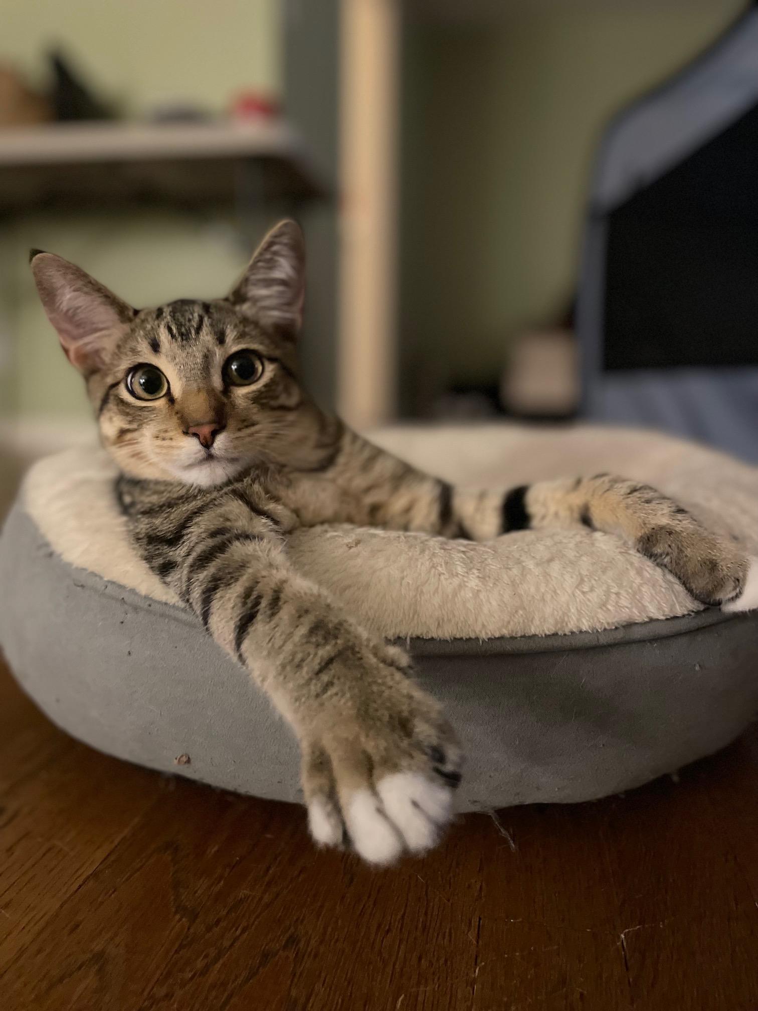 Baby Blanket, Adoptable, Young Male Domestic Short Hair.