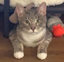 Quagmire (discounted adoption fee), adopted, Kitten Male Domestic Short Hair.