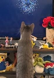 Quagmire (discounted adoption fee), an adopted Domestic Short Hair in Melrose, MA image 5/5