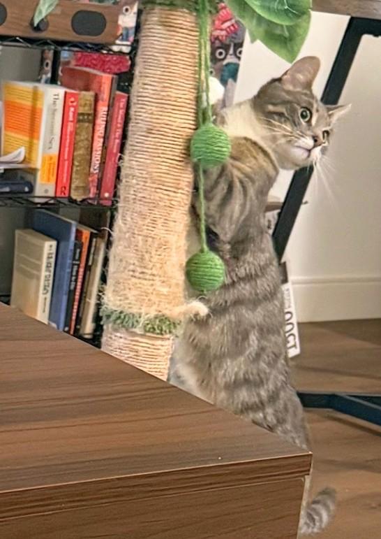 Quagmire (discounted adoption fee), an adopted Domestic Short Hair in Melrose, MA image 2/5