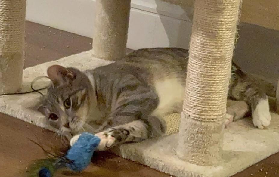 Quagmire (discounted adoption fee), an adopted Domestic Short Hair in Melrose, MA image 4/5