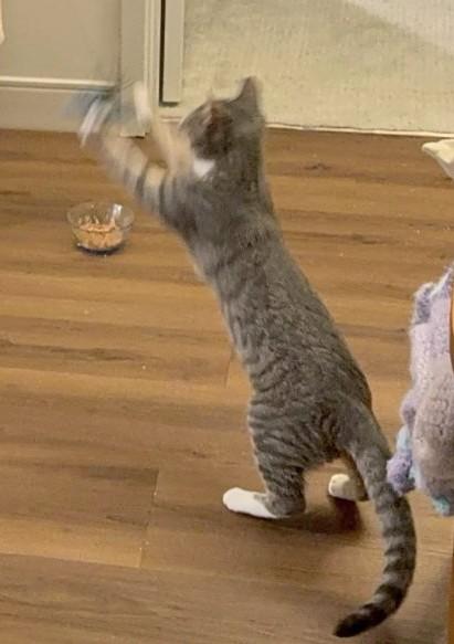 Quagmire (discounted adoption fee), an adopted Domestic Short Hair in Melrose, MA image 3/5