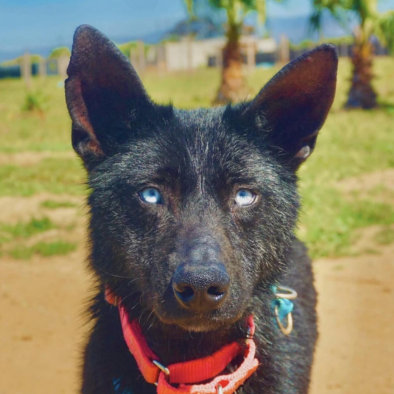 Enlarge Asula, a ADOPTABLE mixed breed in Incline Village, NV image 1/1