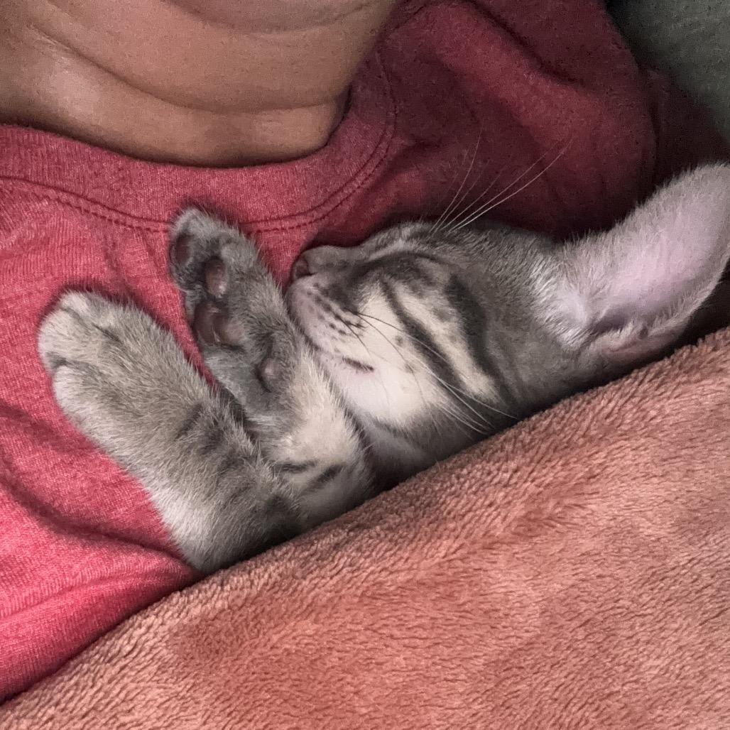Cohen, Adoptable, Kitten Male Domestic Short Hair.