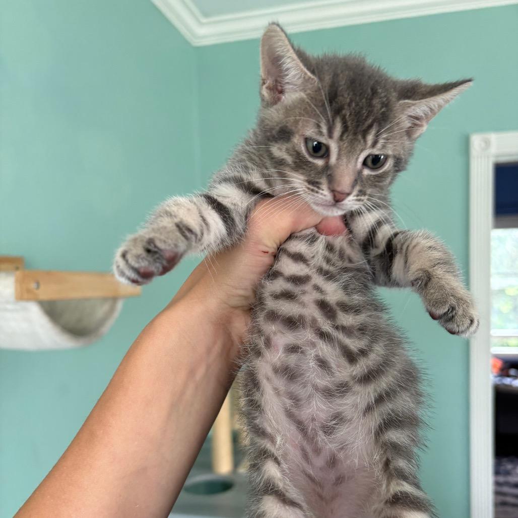 Enlarge Cohen, a Adoptable Domestic Short Hair in Costa Mesa, CA image 3/6