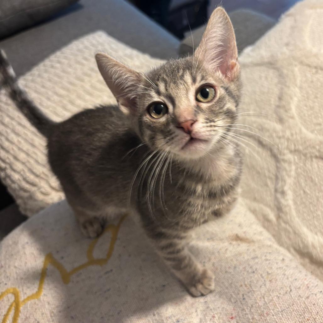 Enlarge Cohen, a Adoptable Domestic Short Hair in Costa Mesa, CA image 5/6