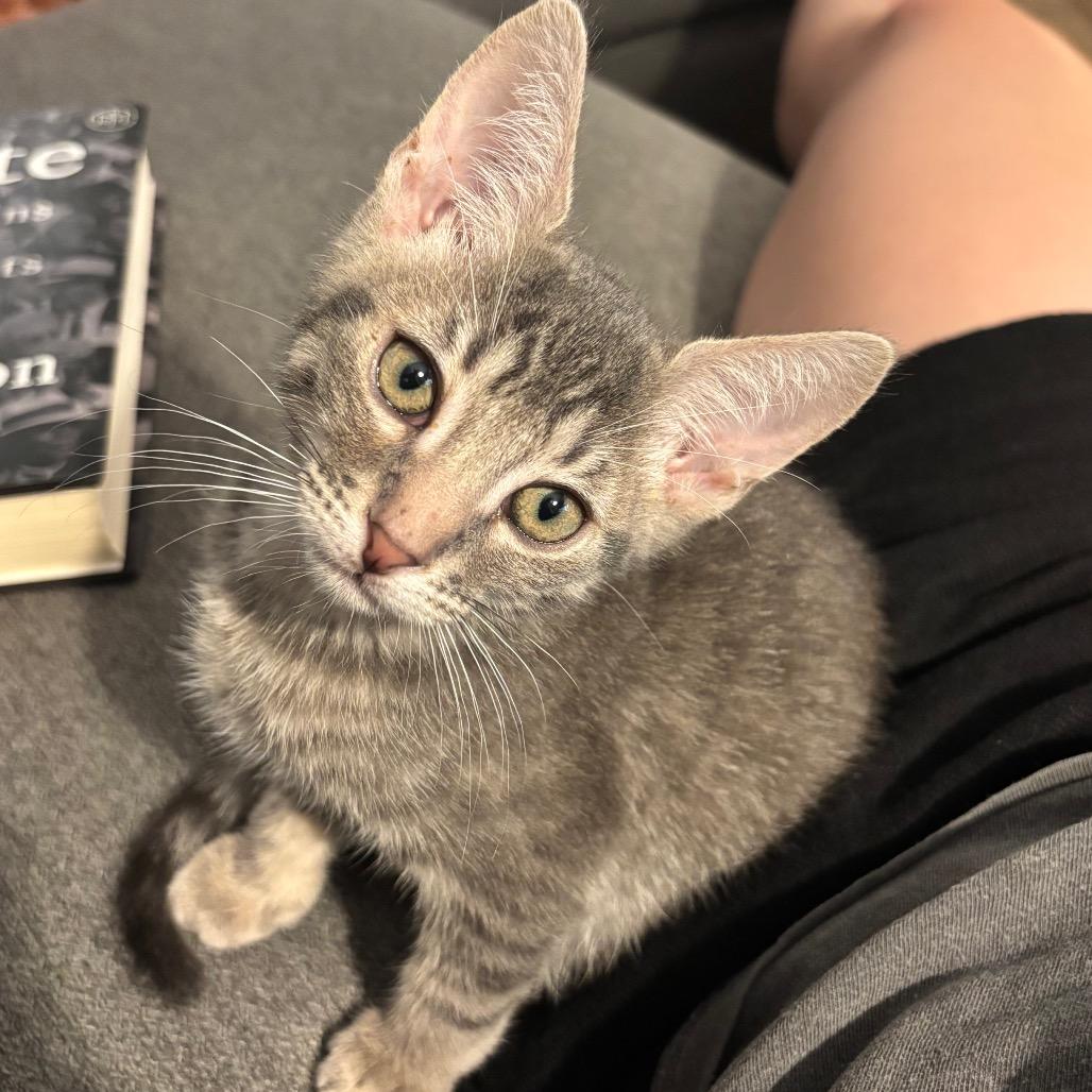 Enlarge Cohen, a Adoptable Domestic Short Hair in Costa Mesa, CA image 6/6