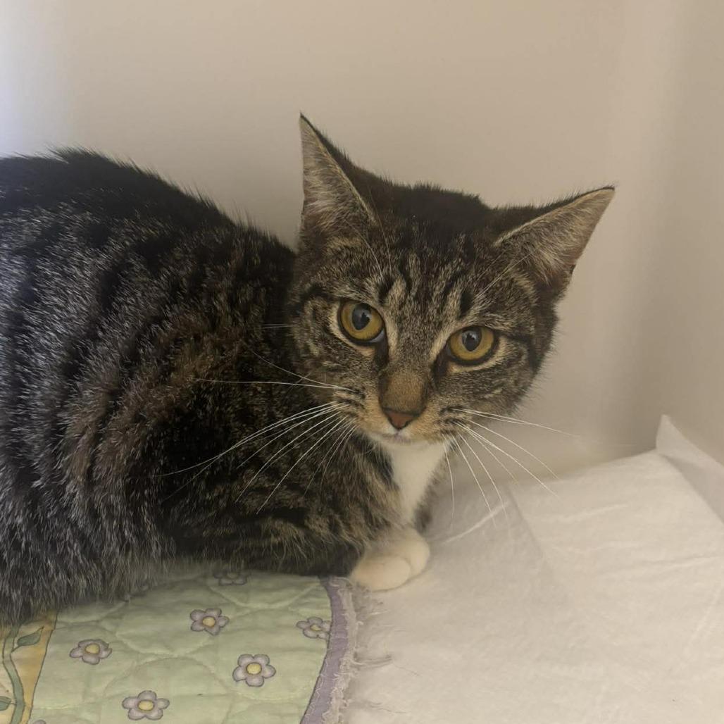 Kevina, Adoptable, Young Female Domestic Short Hair.