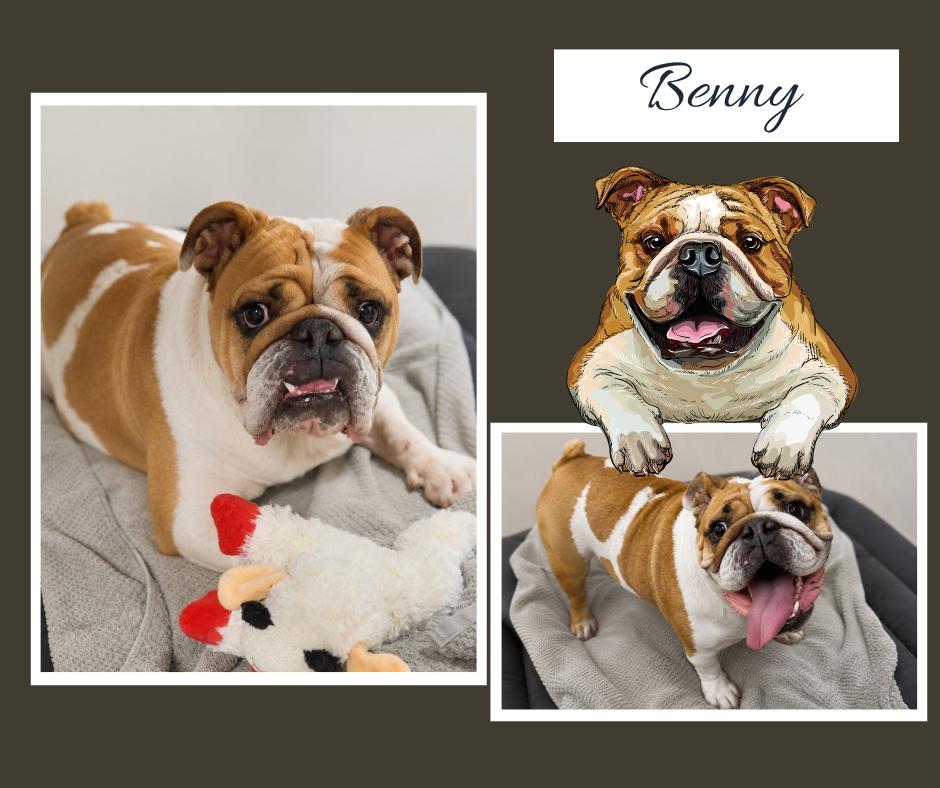 Benny, a ADOPTABLE Bulldog in Albuquerque, NM image 3/3