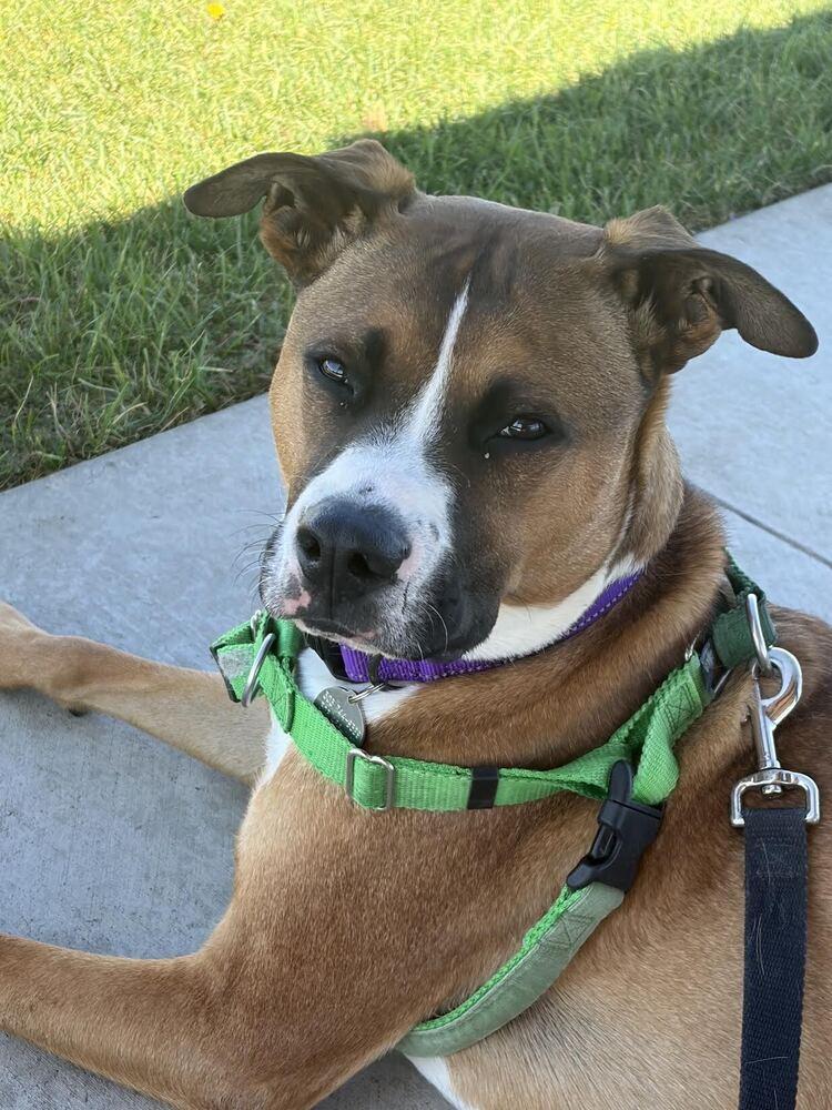 Enlarge Cheddar, a Adoptable mixed breed in Denver, CO image 1/4