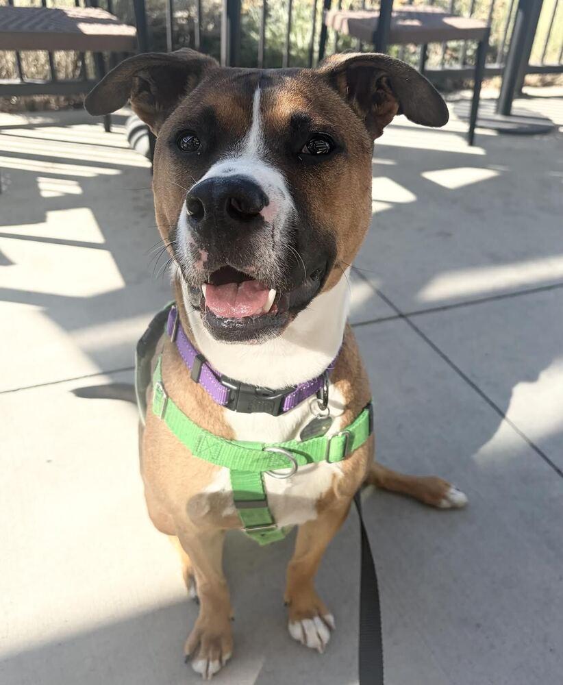 Enlarge Cheddar, a Adoptable mixed breed in Denver, CO image 2/4