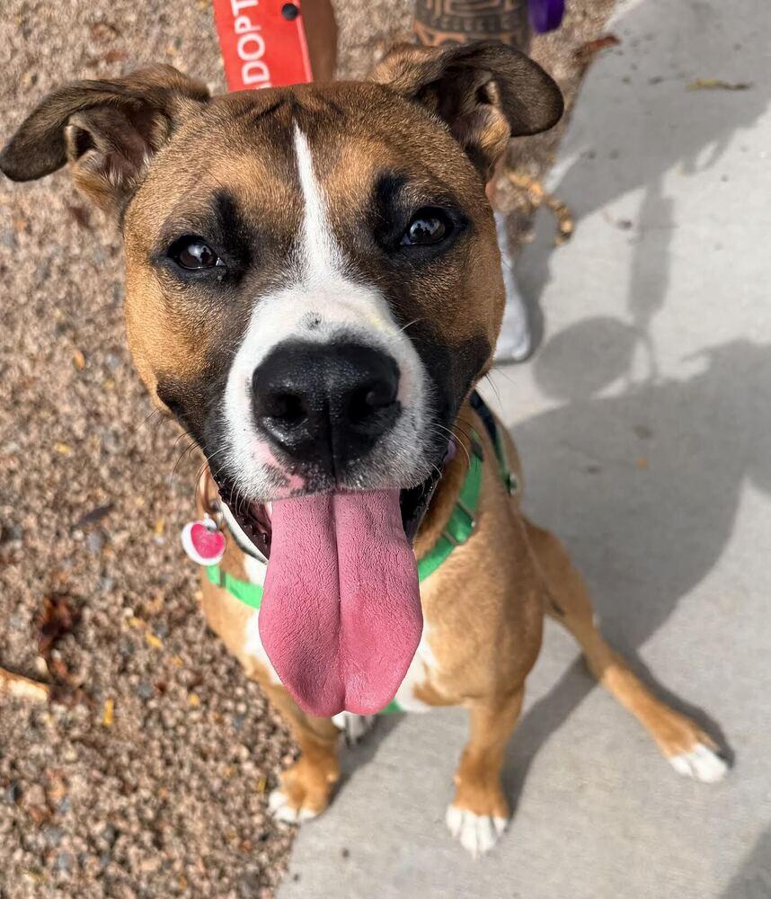 Cheddar, Adoptable, Young Male Boxer.