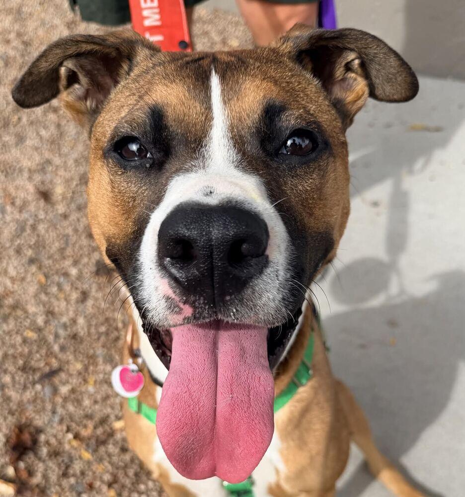 Enlarge Cheddar, a Adoptable mixed breed in Denver, CO image 2/4
