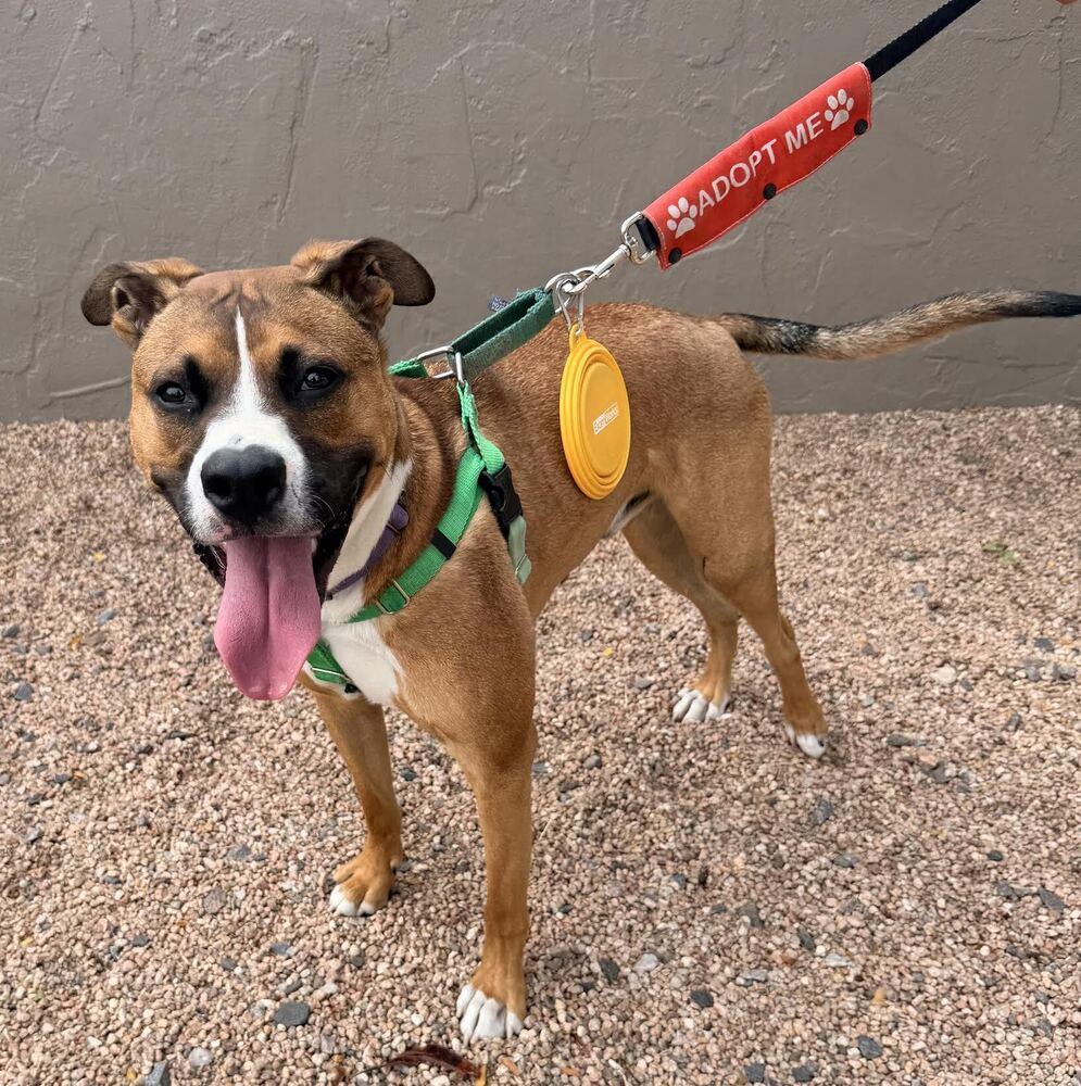 Enlarge Cheddar, a Adoptable mixed breed in Denver, CO image 3/4