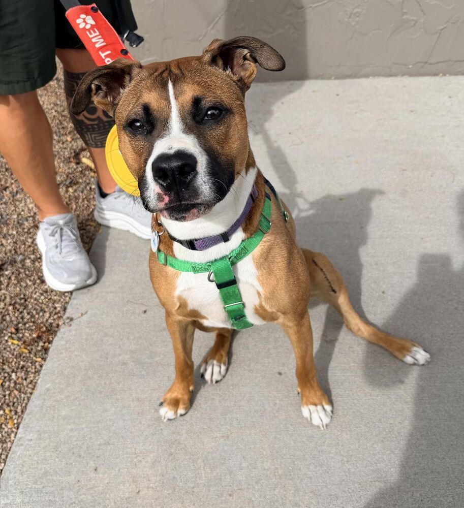 Enlarge Cheddar, a Adoptable mixed breed in Denver, CO image 4/4