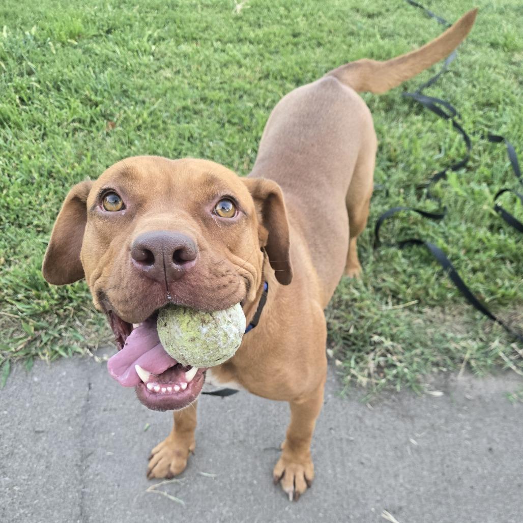Tyson, Adoptable, Young Male Pit Bull Terrier & Mixed Breed.