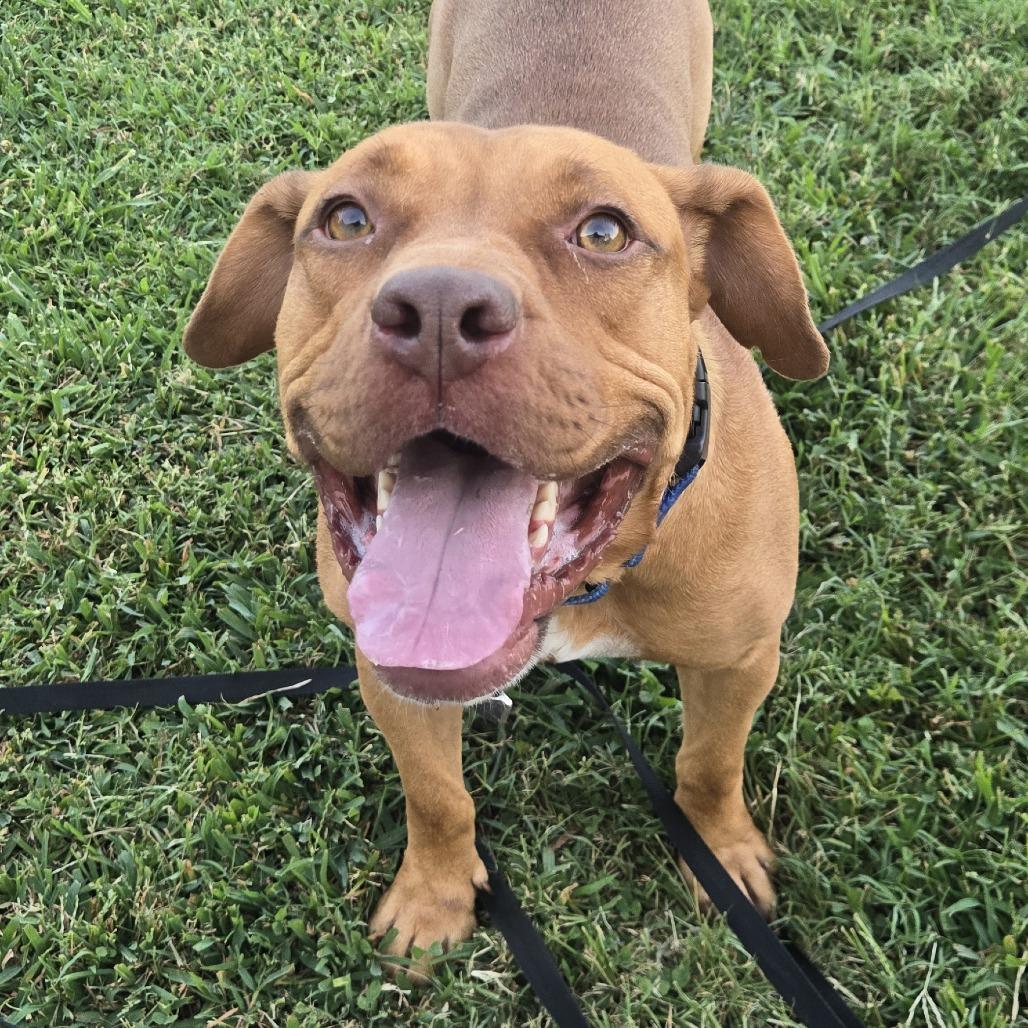 Enlarge Tyson, a Adoptable mixed breed in Olathe, KS image 2/2