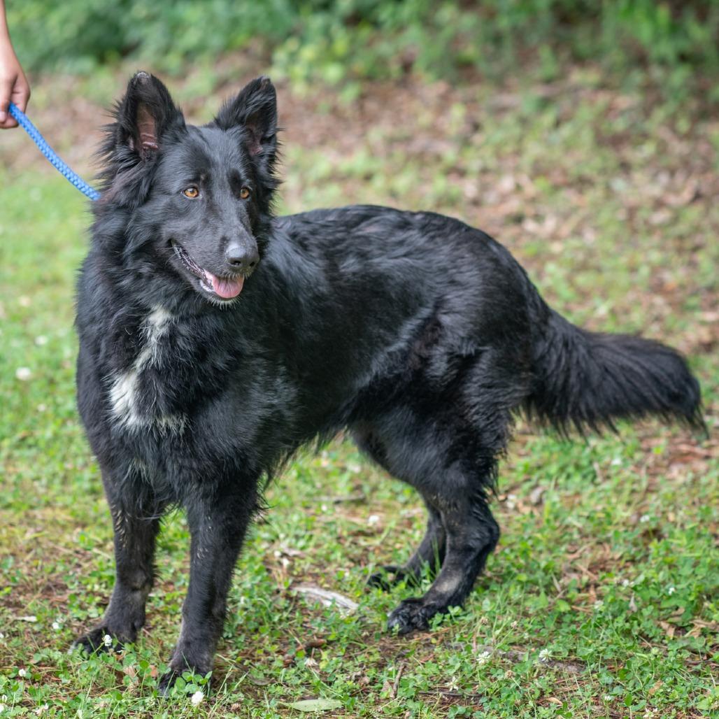 QUEENIE-30732, Adoptable, Adult Female Shepherd.