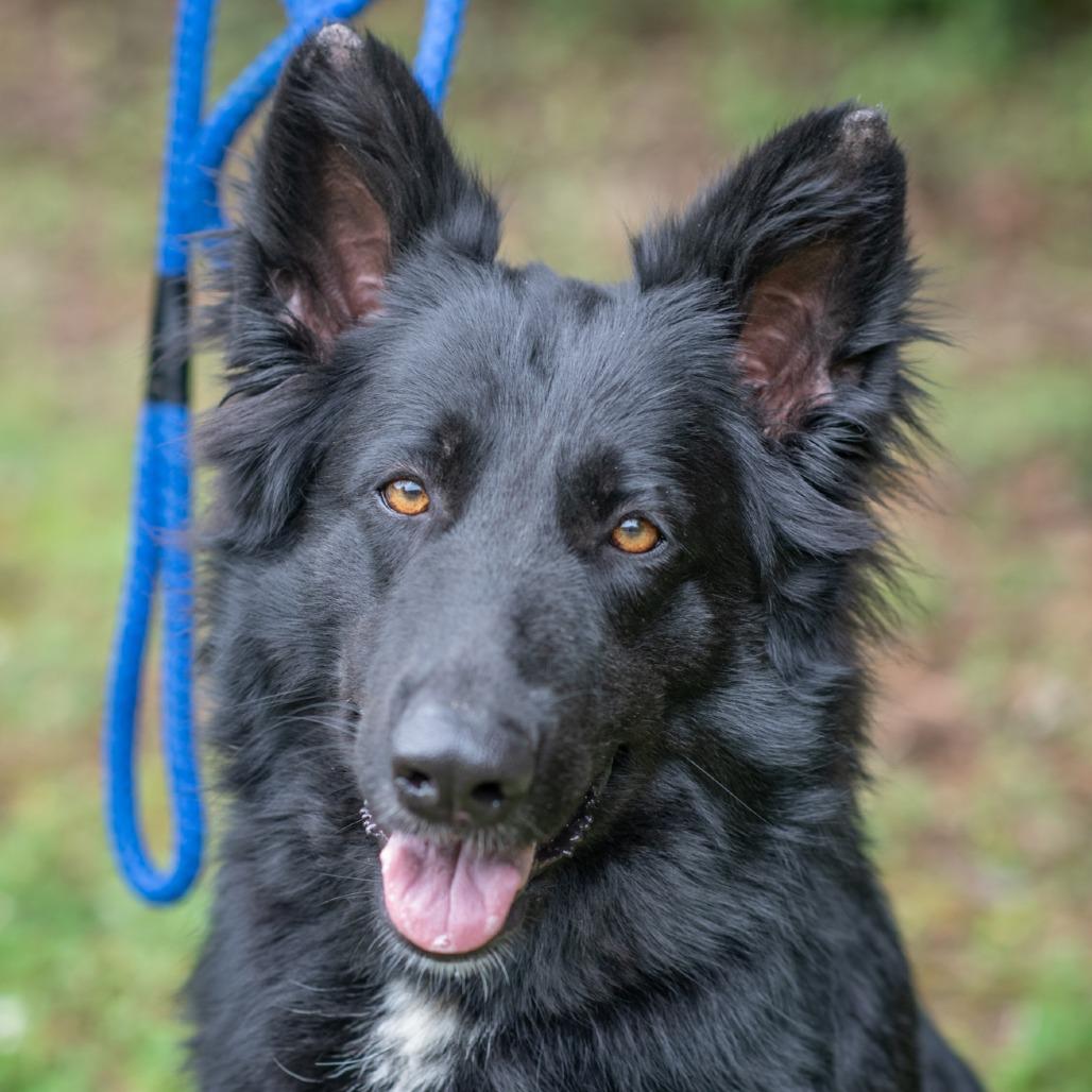 Enlarge QUEENIE-30732, a Adoptable Shepherd in Bartlett, TN image 2/2