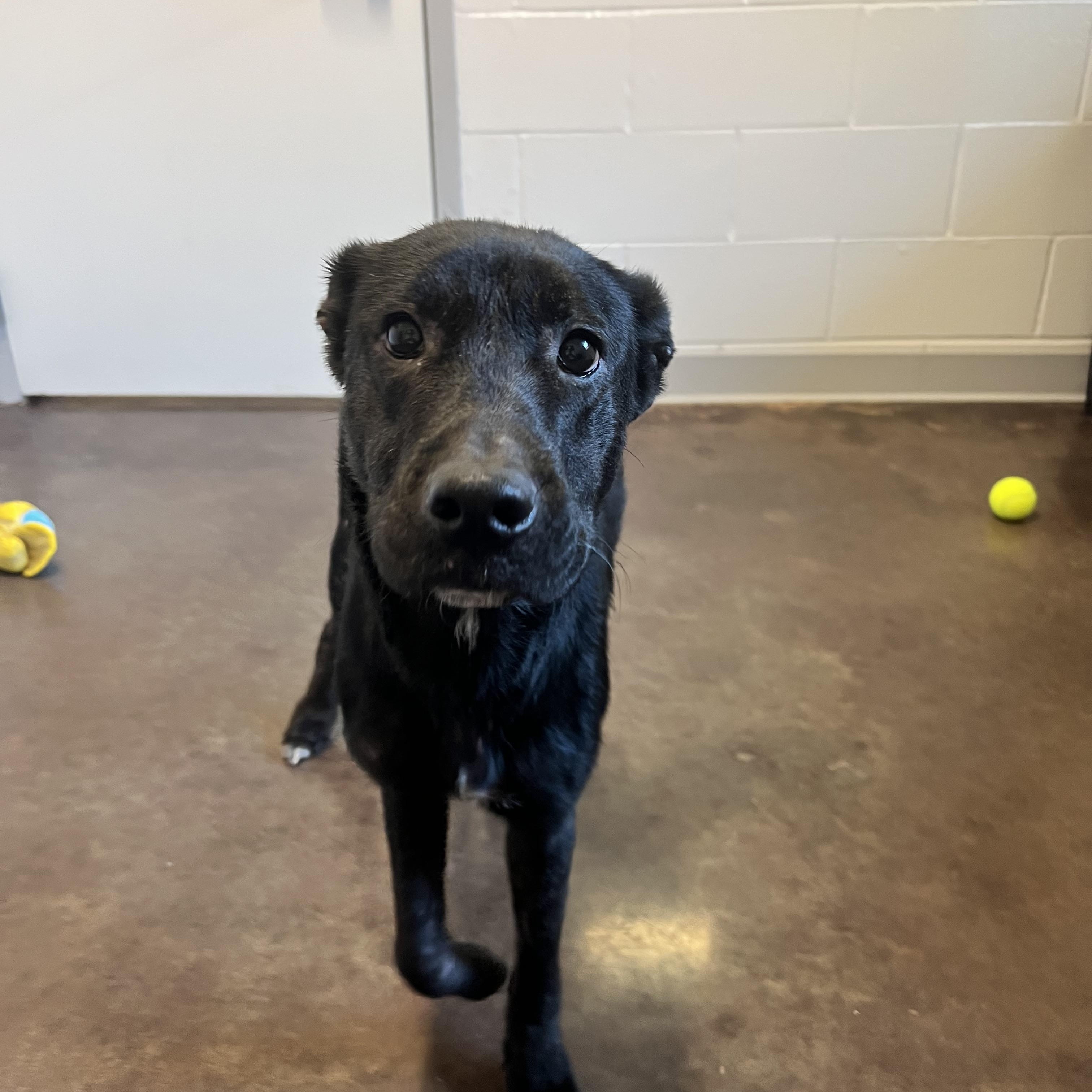 Zelda, a Adoptable mixed breed image 4/6