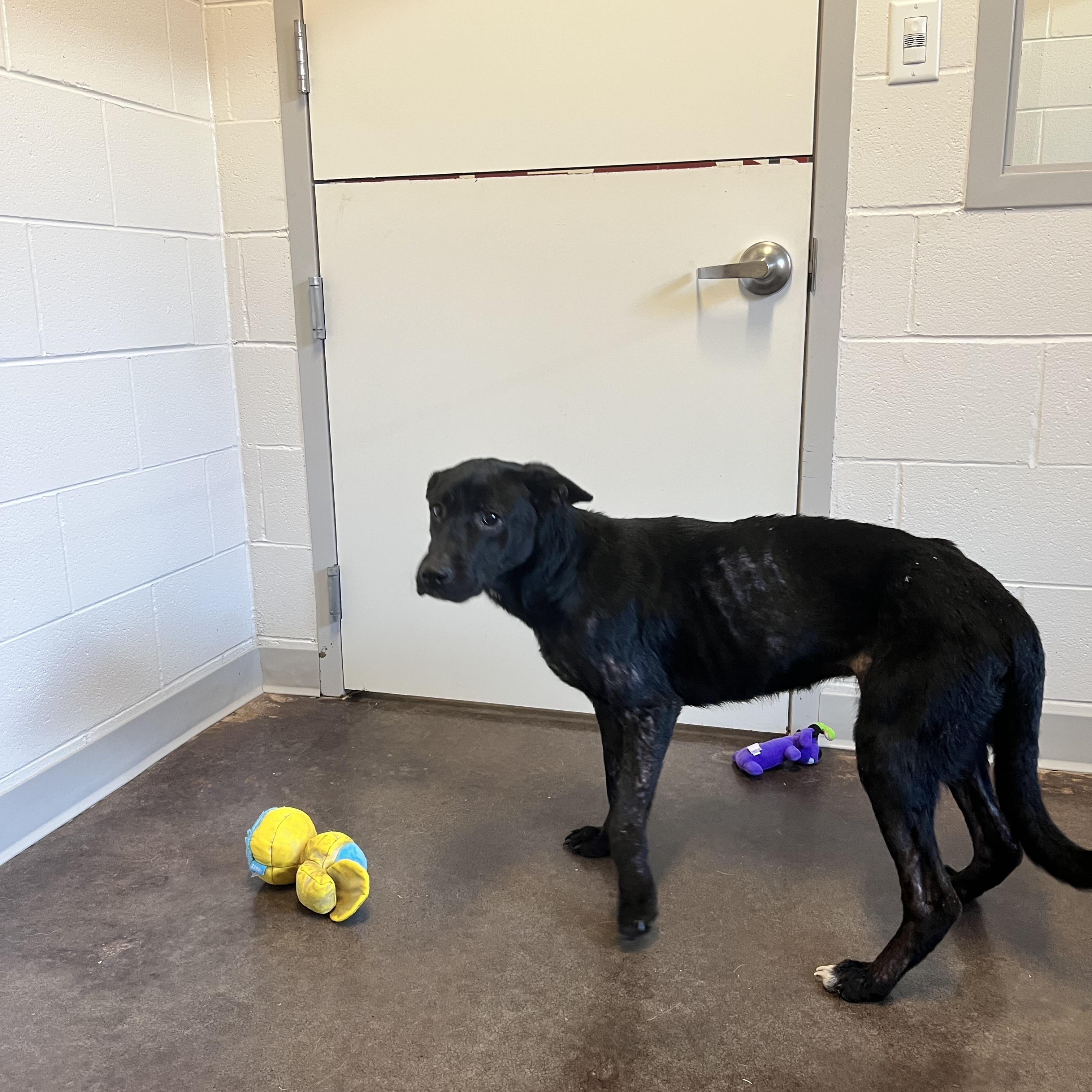 Zelda, a Adoptable mixed breed image 5/6