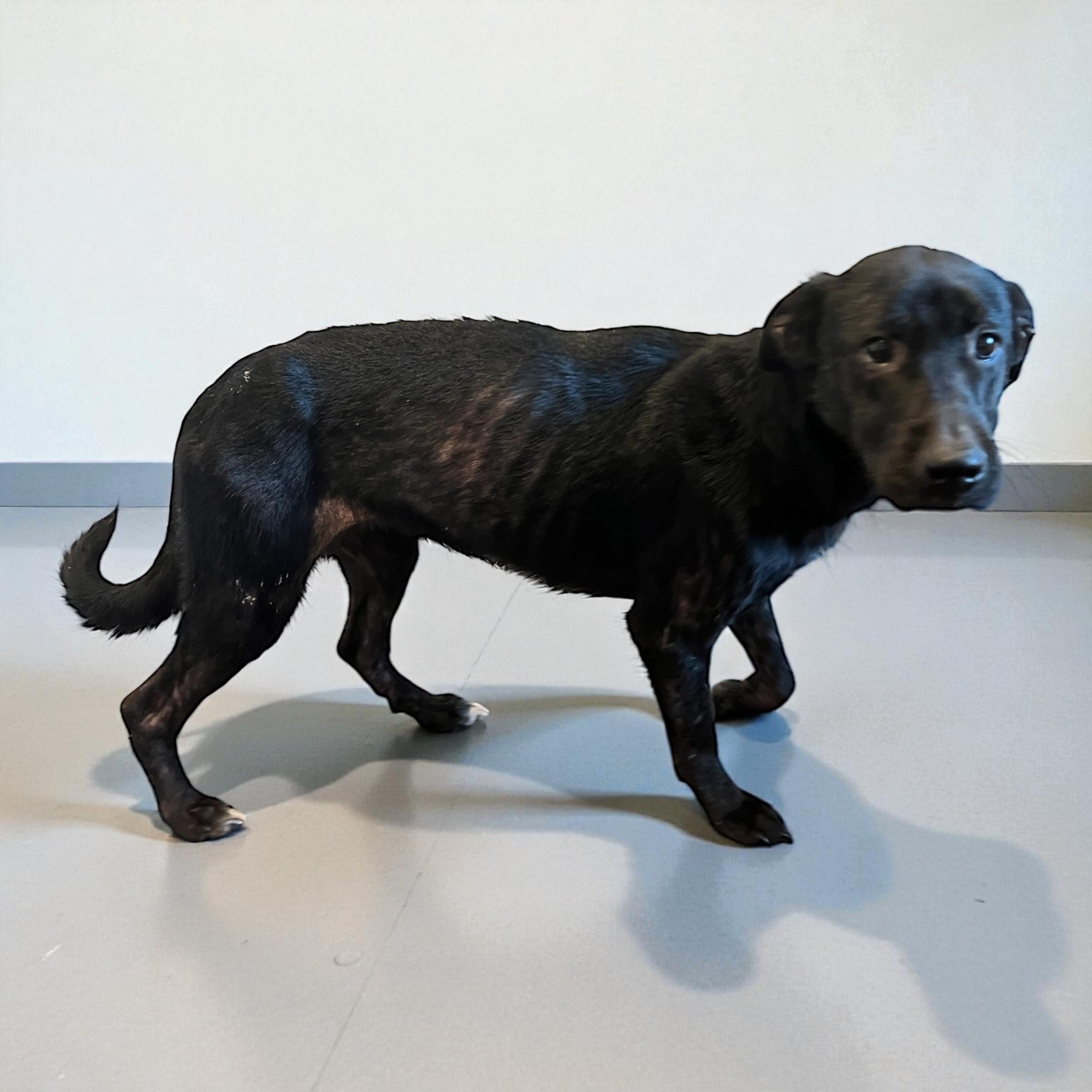 Zelda, a Adoptable mixed breed image 3/6